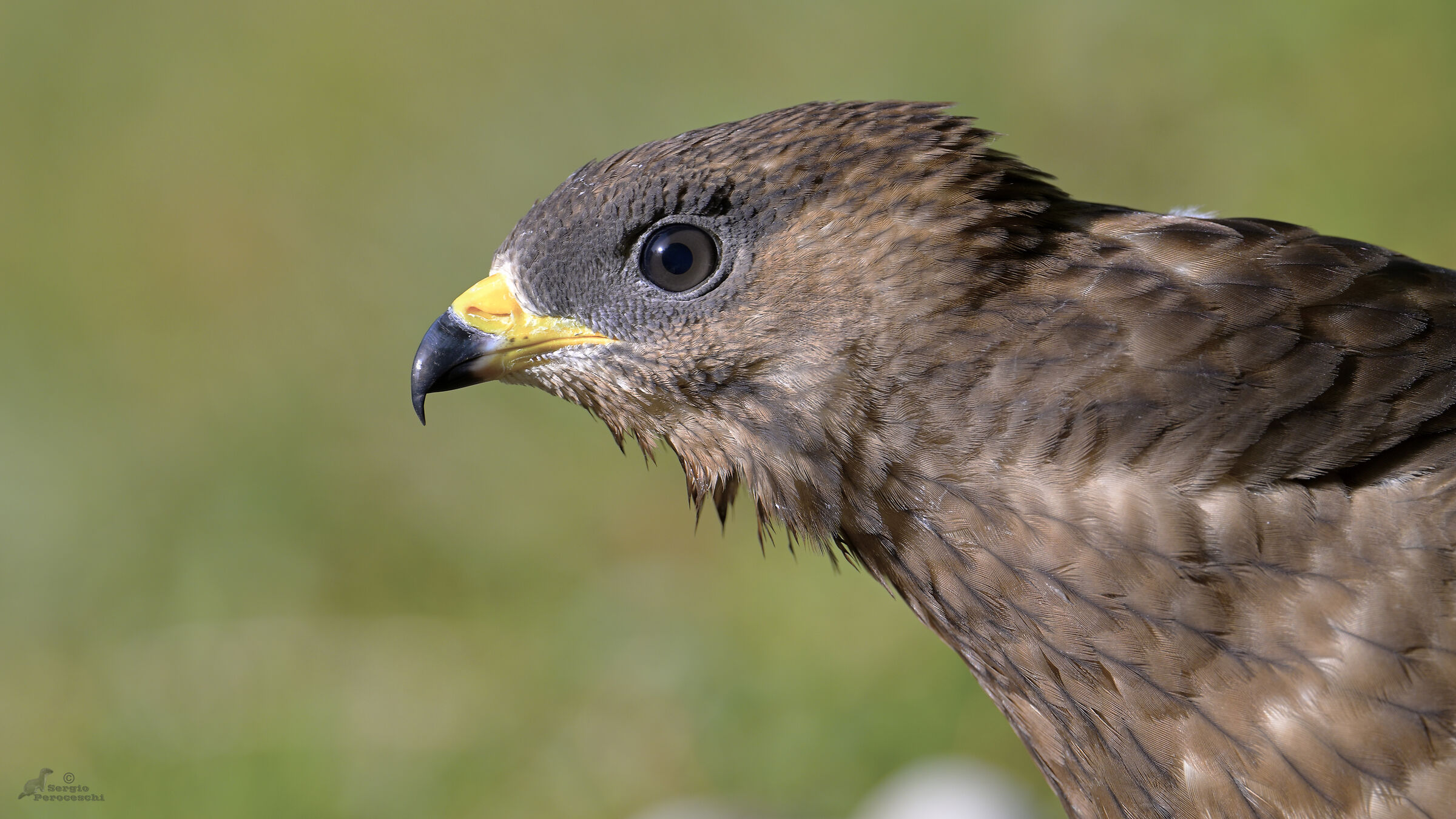 At the puddle every day a new subject appears