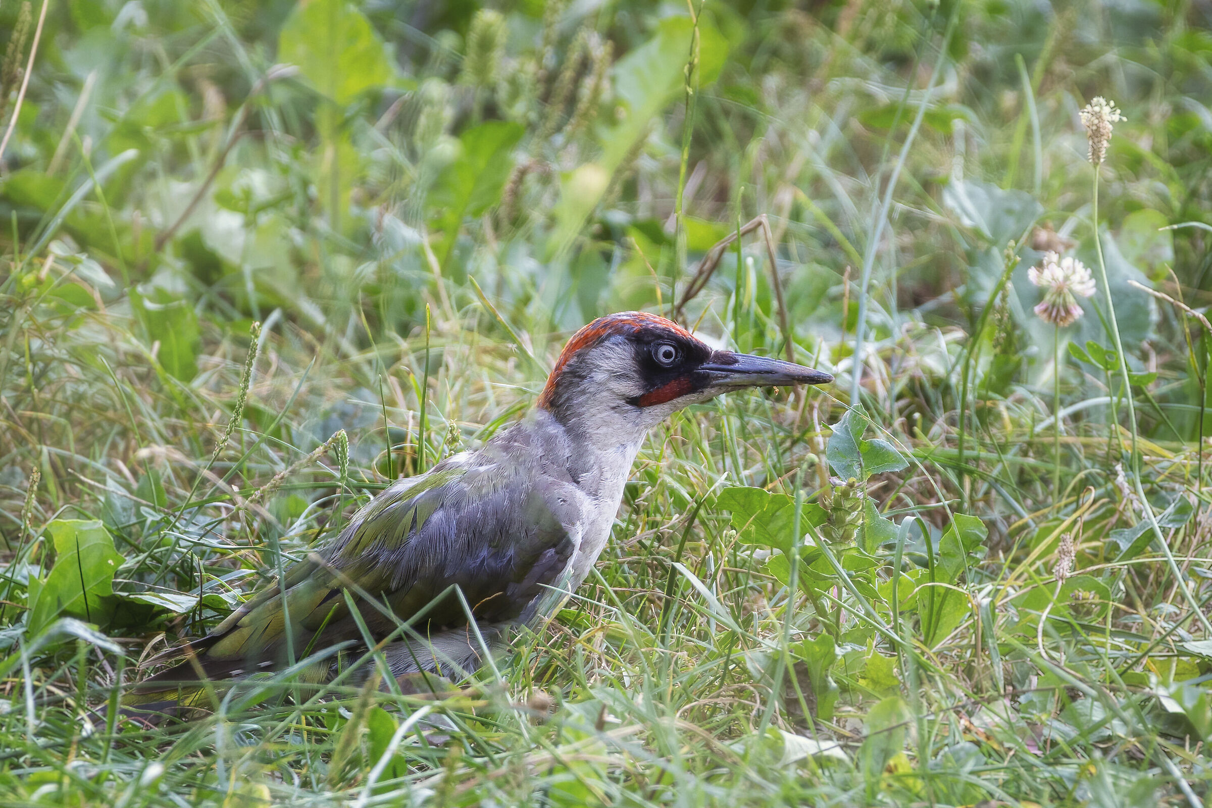 Picus viridis (Picchio verde)