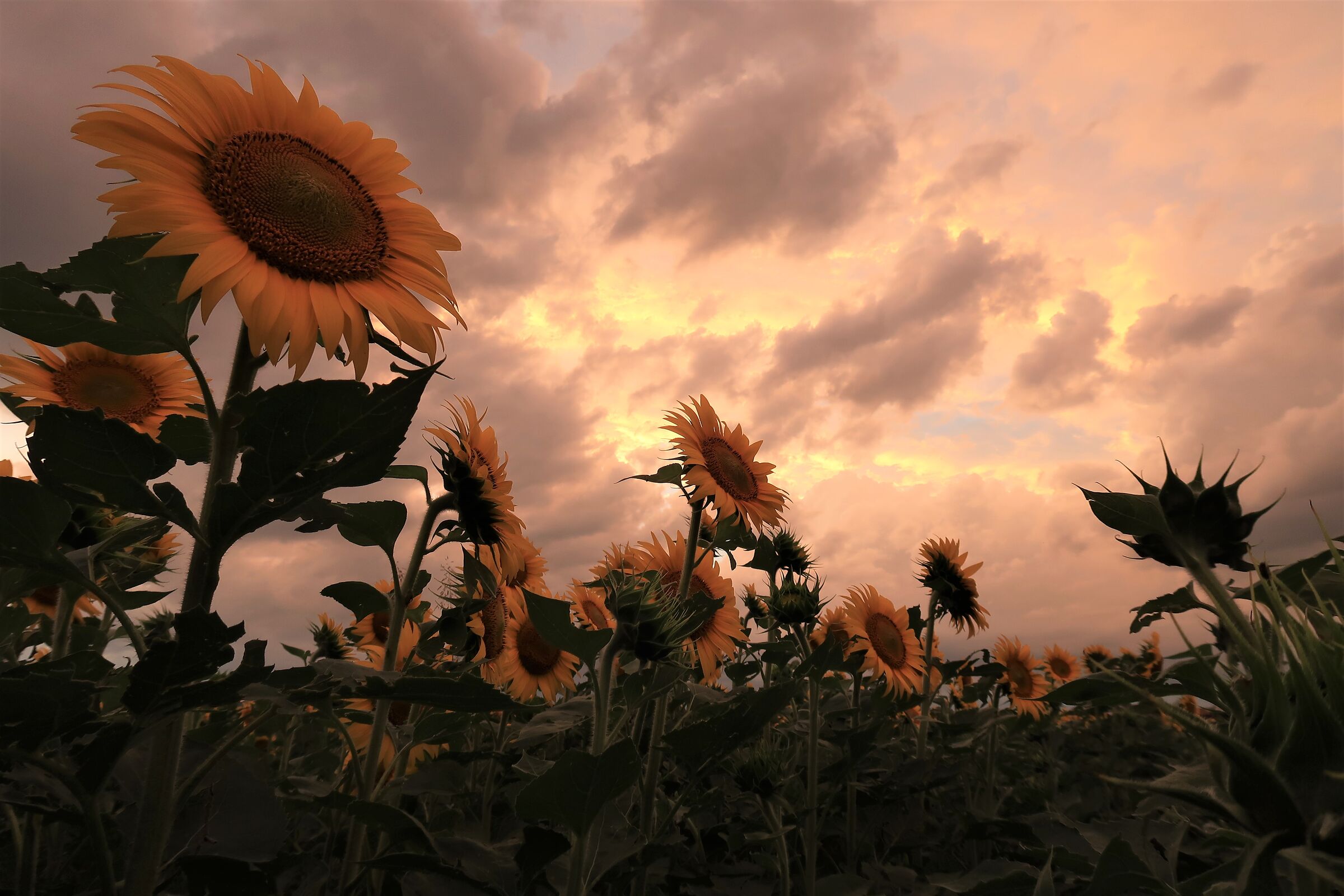 Girasoli al tramonto