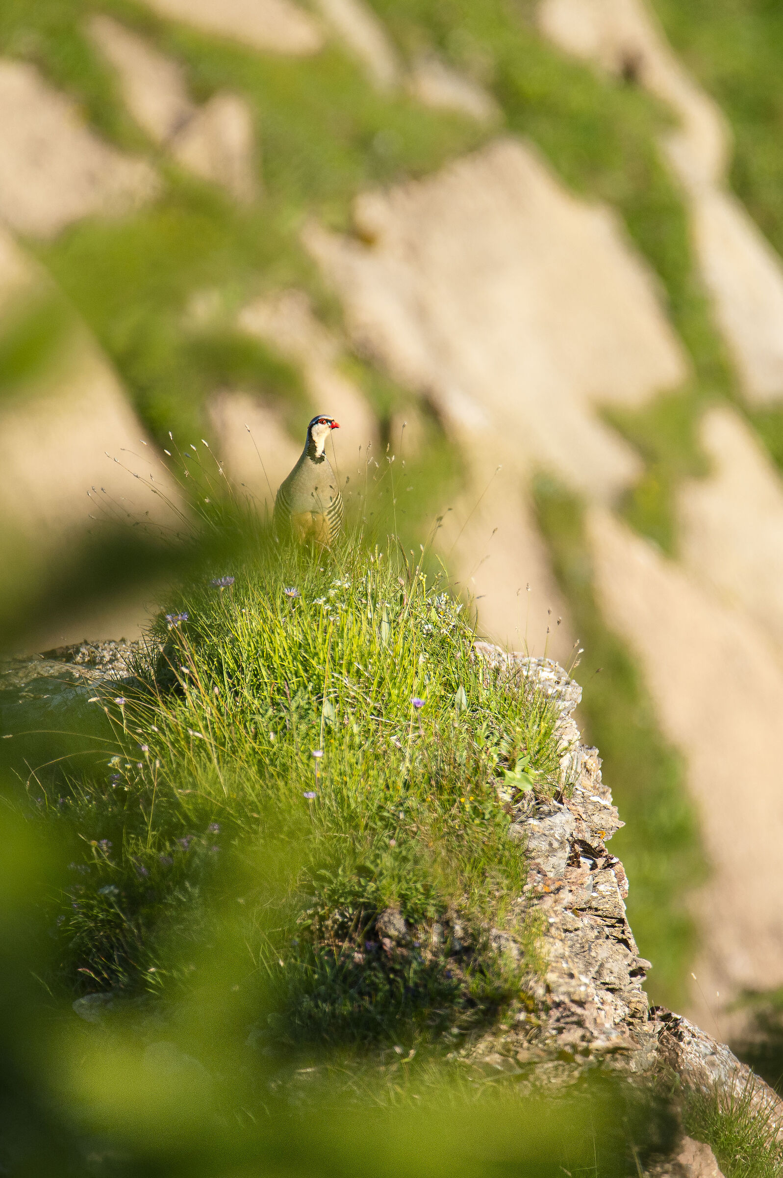 Rock partridge