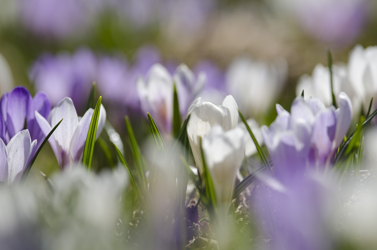 Colori dopo la neve...