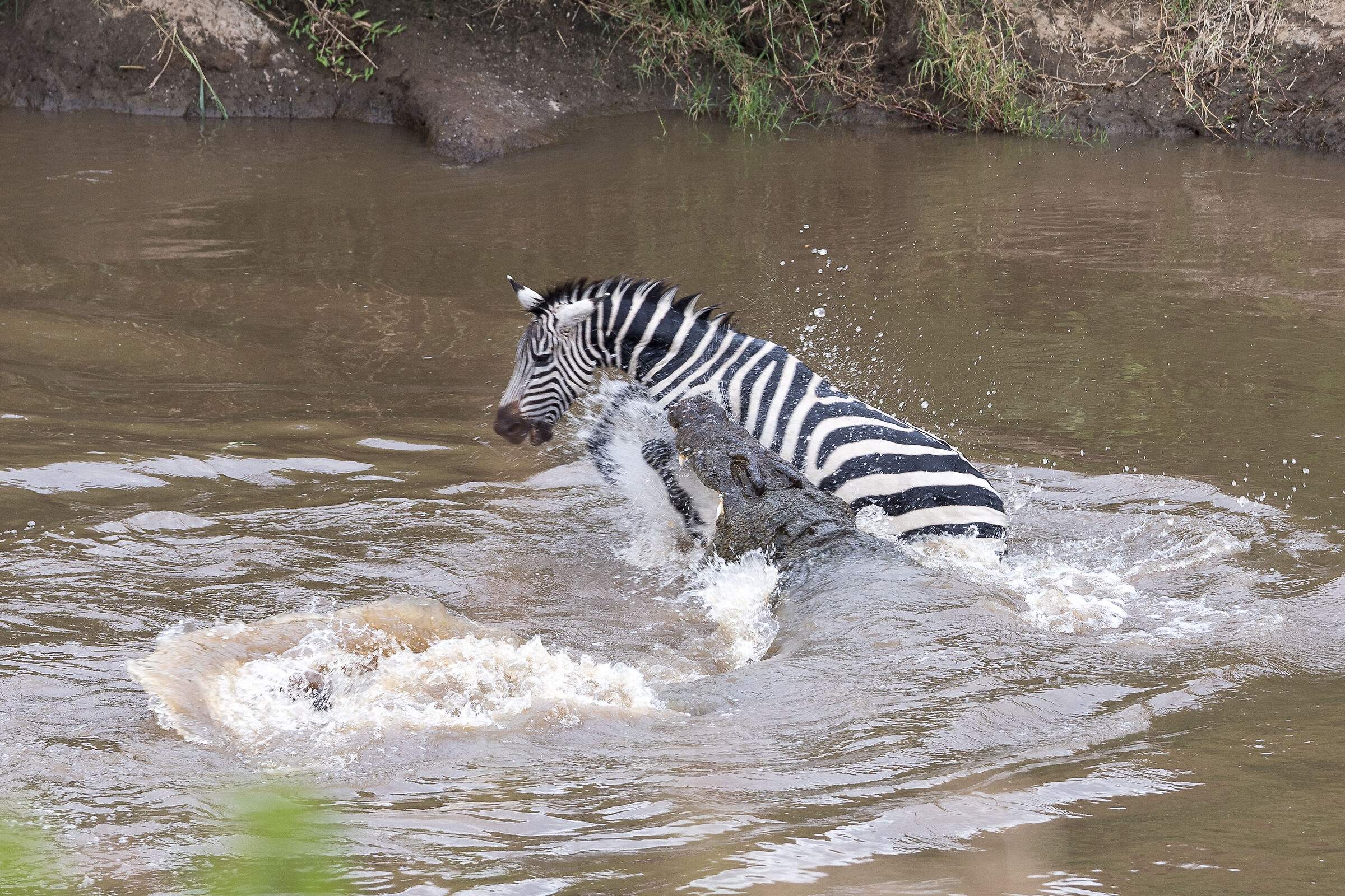Vita e morte al Masai Mara, ore 16:06 e 40 secondi