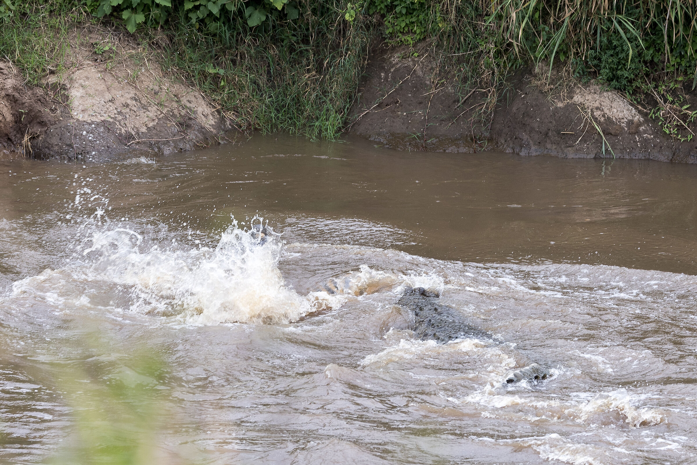 Vita e morte al Masai Mara, ore 16:06 e 43 secondi