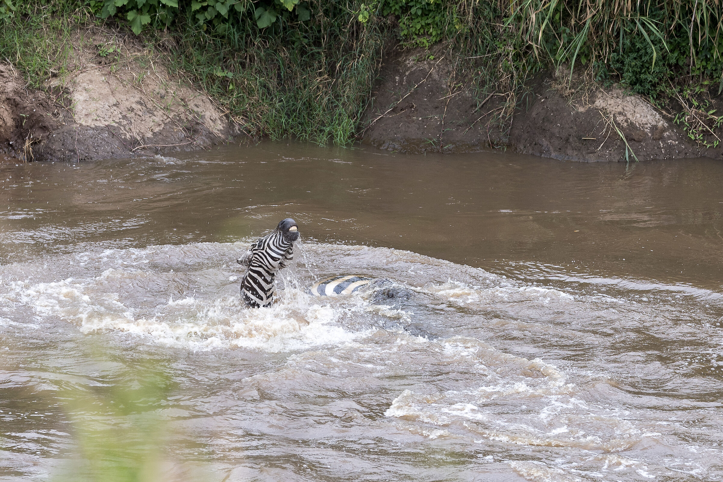 Vita e morte al Masai Mara, ore 16:06 e 45 secondi