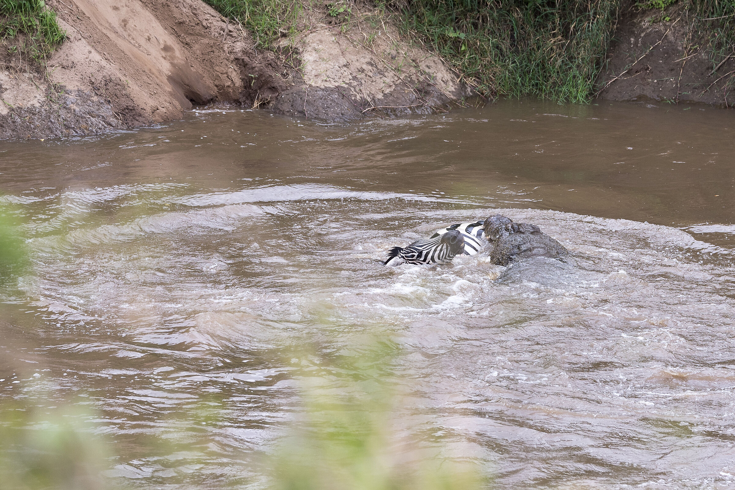 Vita e morte al Masai Mara, ore 16:06 e 56 secondi