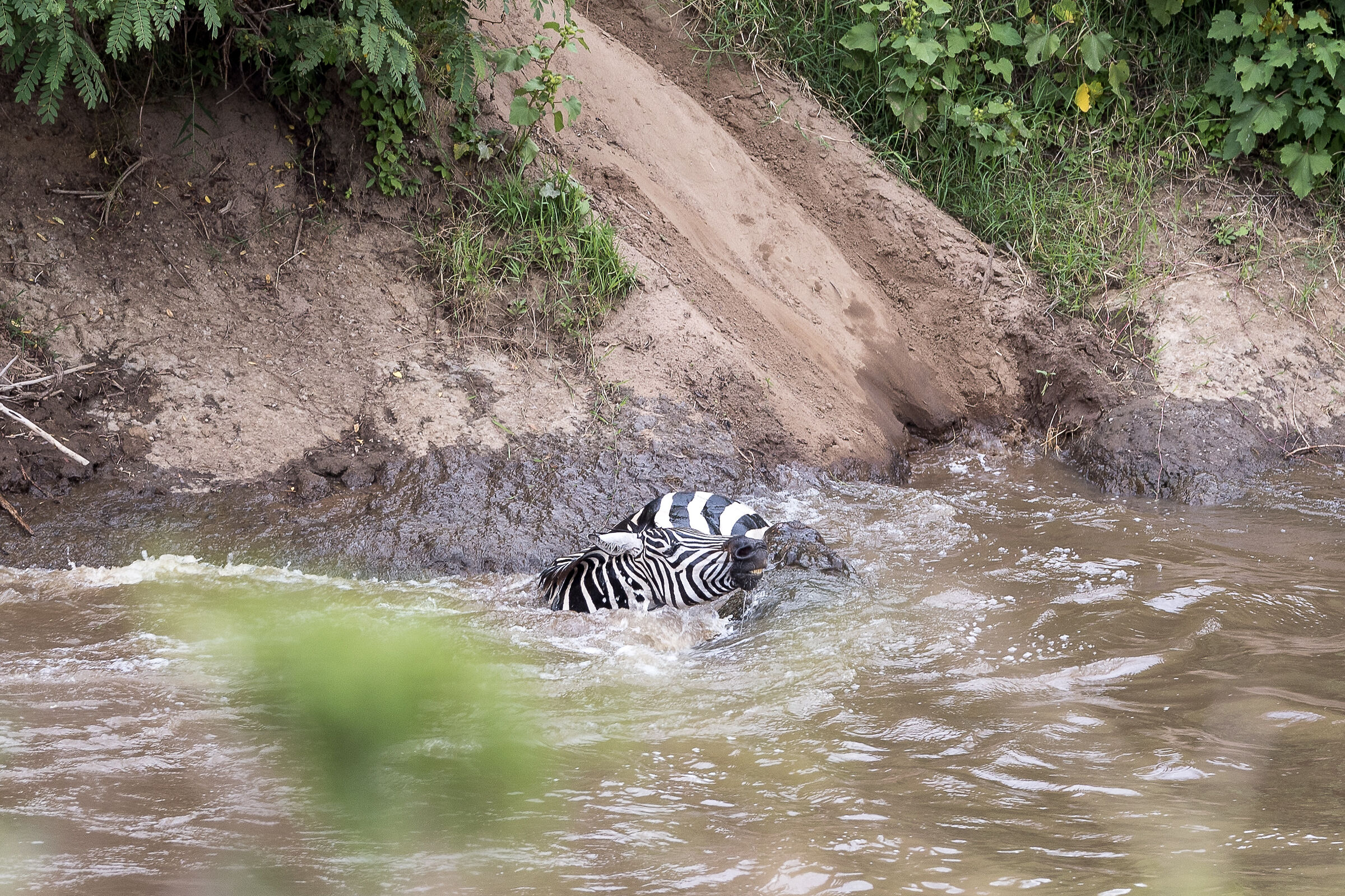 Vita e morte al Masai Mara, ore 16:06 e 49 secondi
