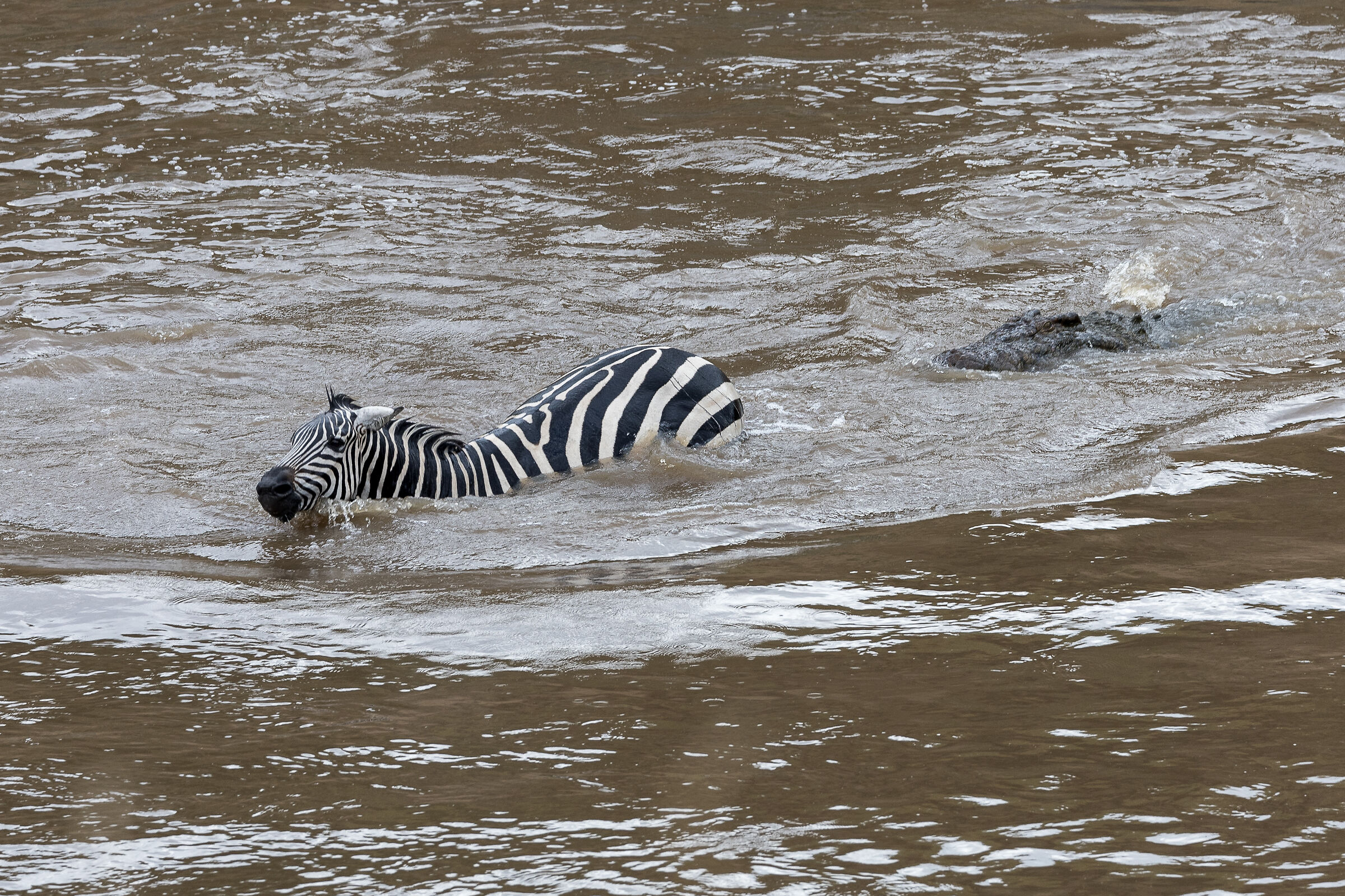 Vita e morte al Masai mara, ore 16:07 e 35 secondi