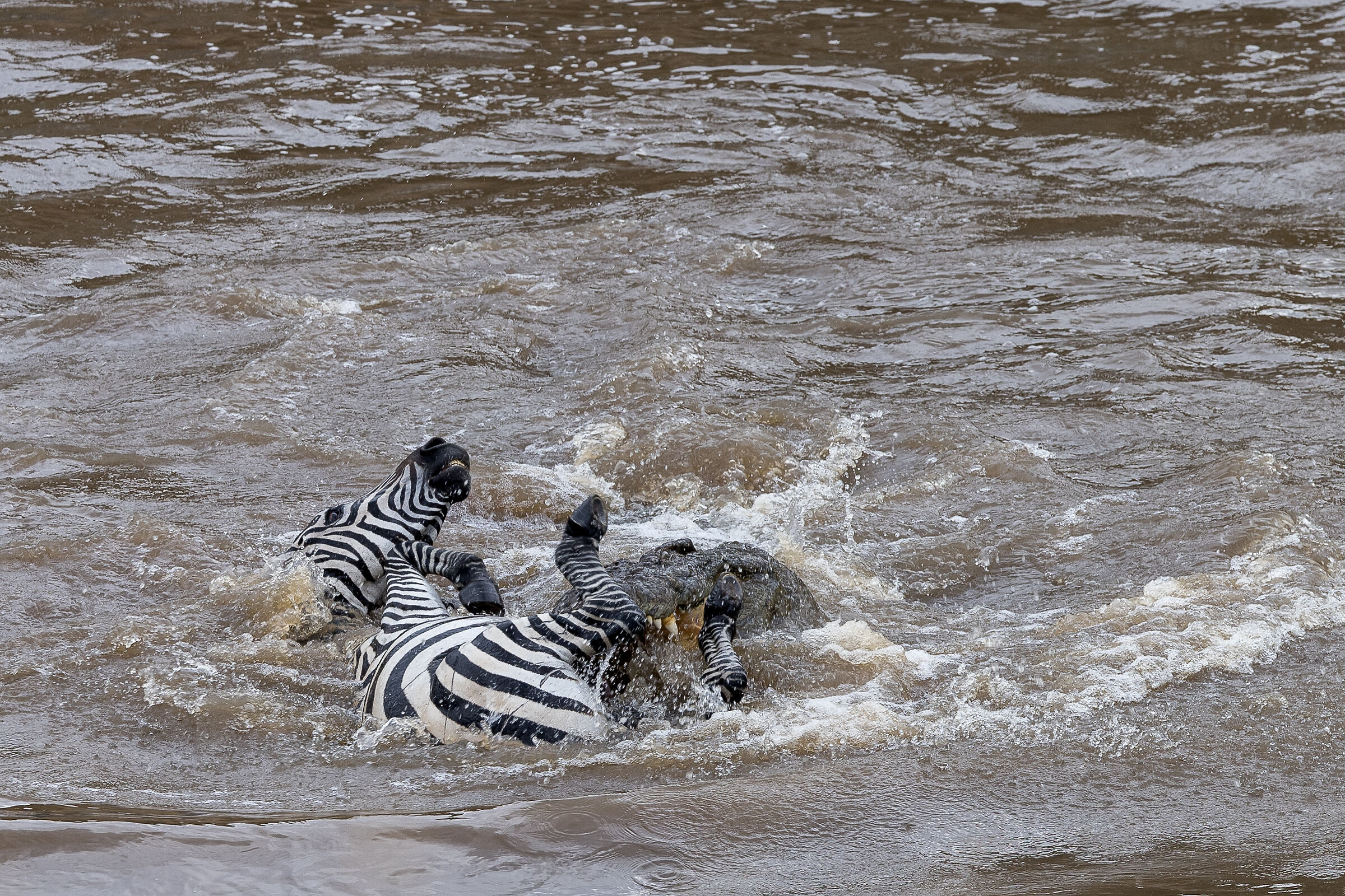Vita e morte al Masai Mara, ore 16:11 e 09 secondi