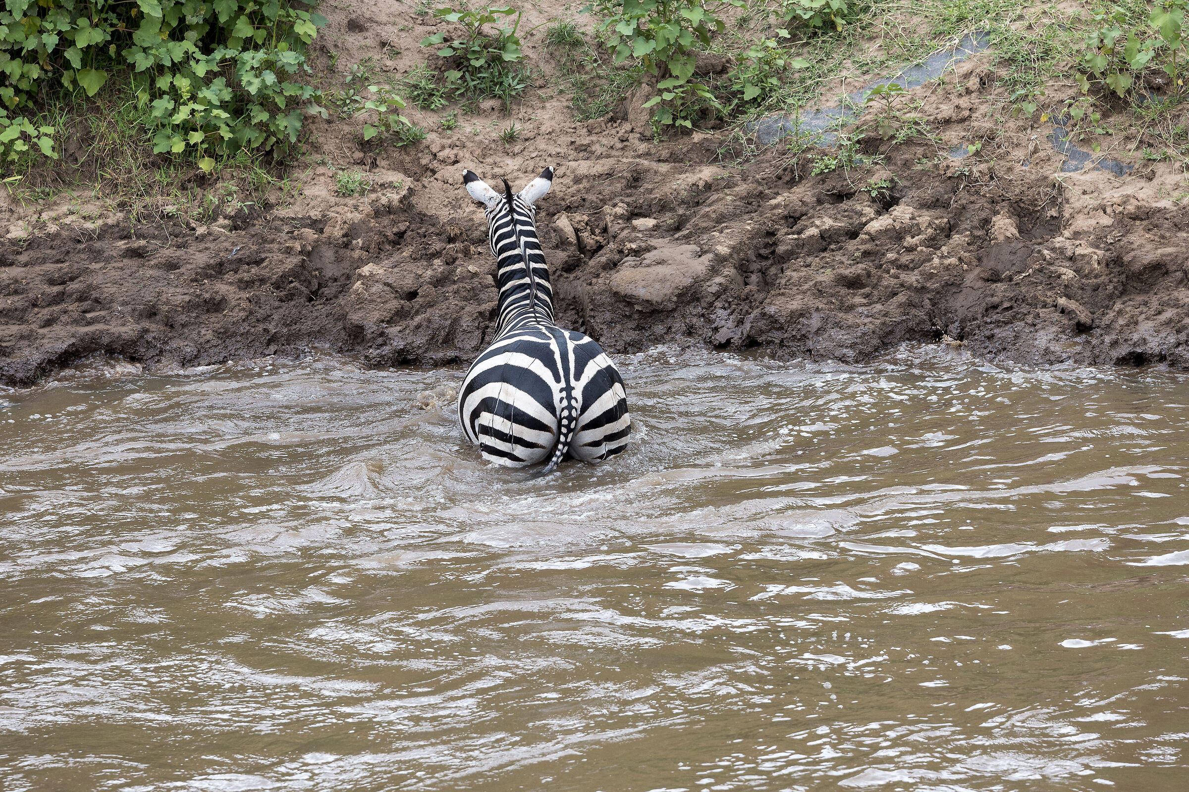 Vita e morte al Masai Mara, ore 16:13 e 07 secondi