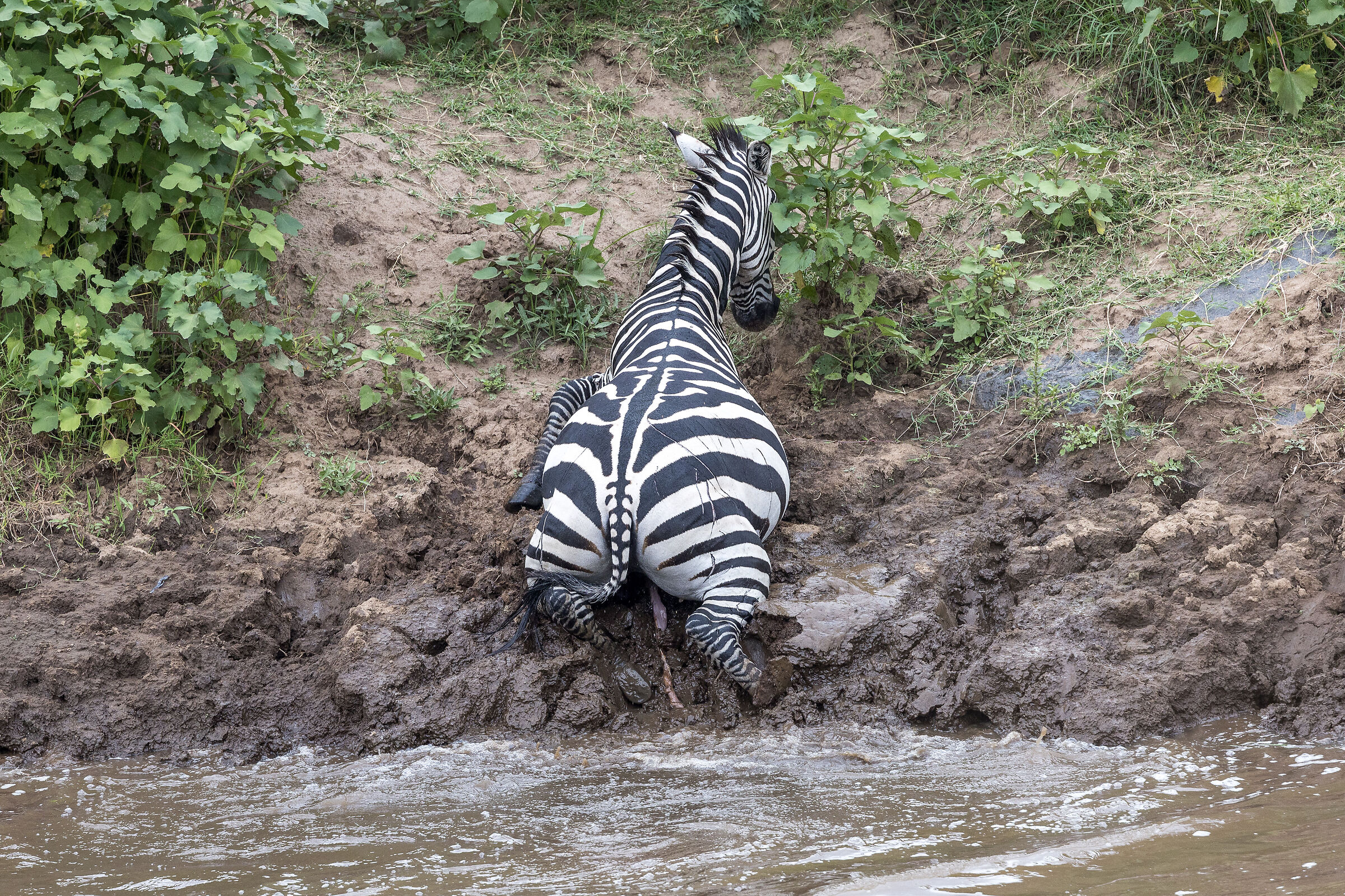 Vita e morte al Masai Mara, ore 16:13 e 10 secondi
