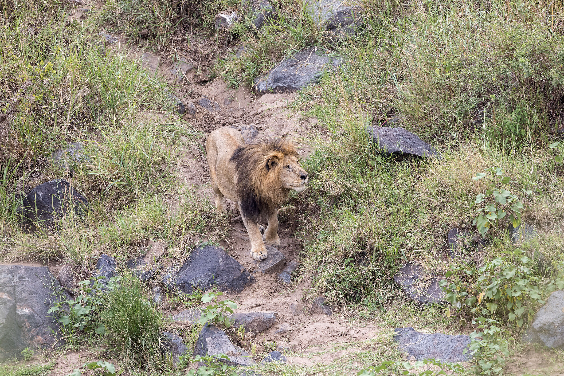 Vita e morte al Masai Mara, ore 16:14 e 36 secondi