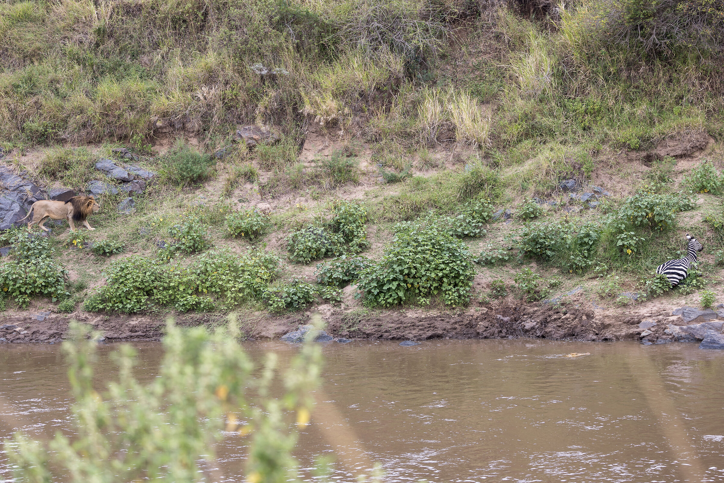 Vita e morte al Masai Mara, ore 16:14 e 40 secondi