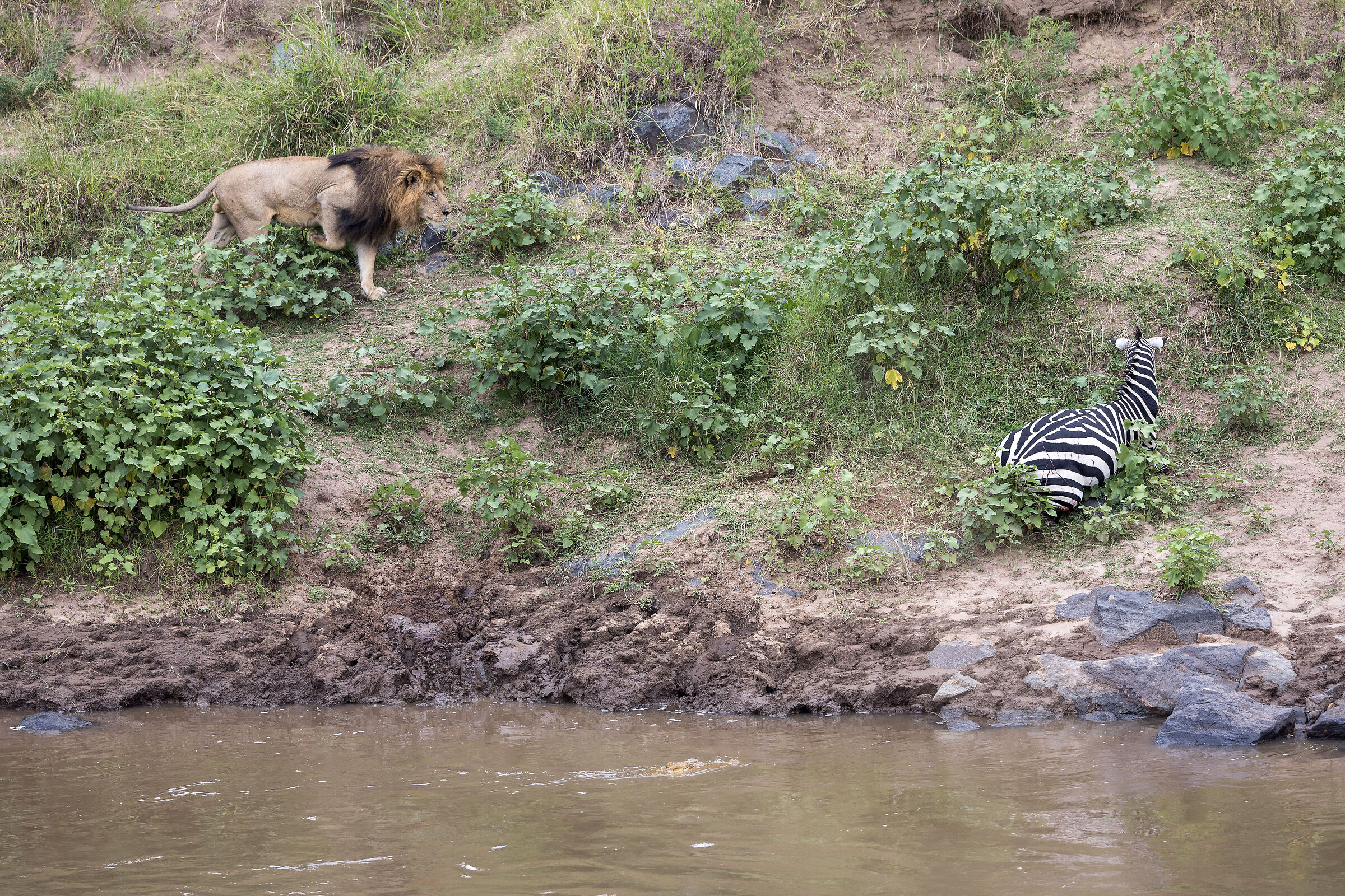 Vita e morte al Masai Mara, ore 16:15 e 21 secondi