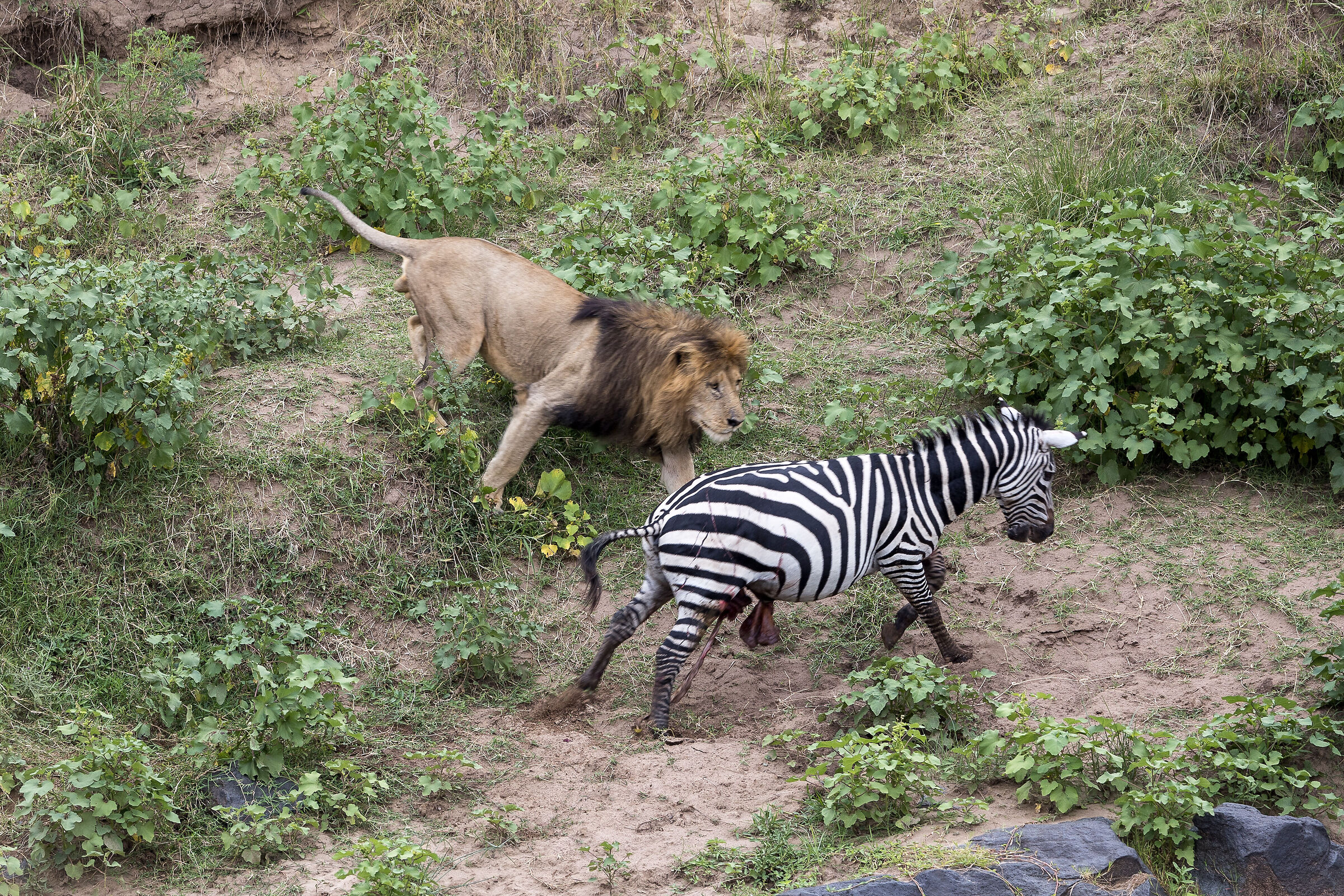 Vita e morte al Masai Mara, ore 16:15 e 24 secondi