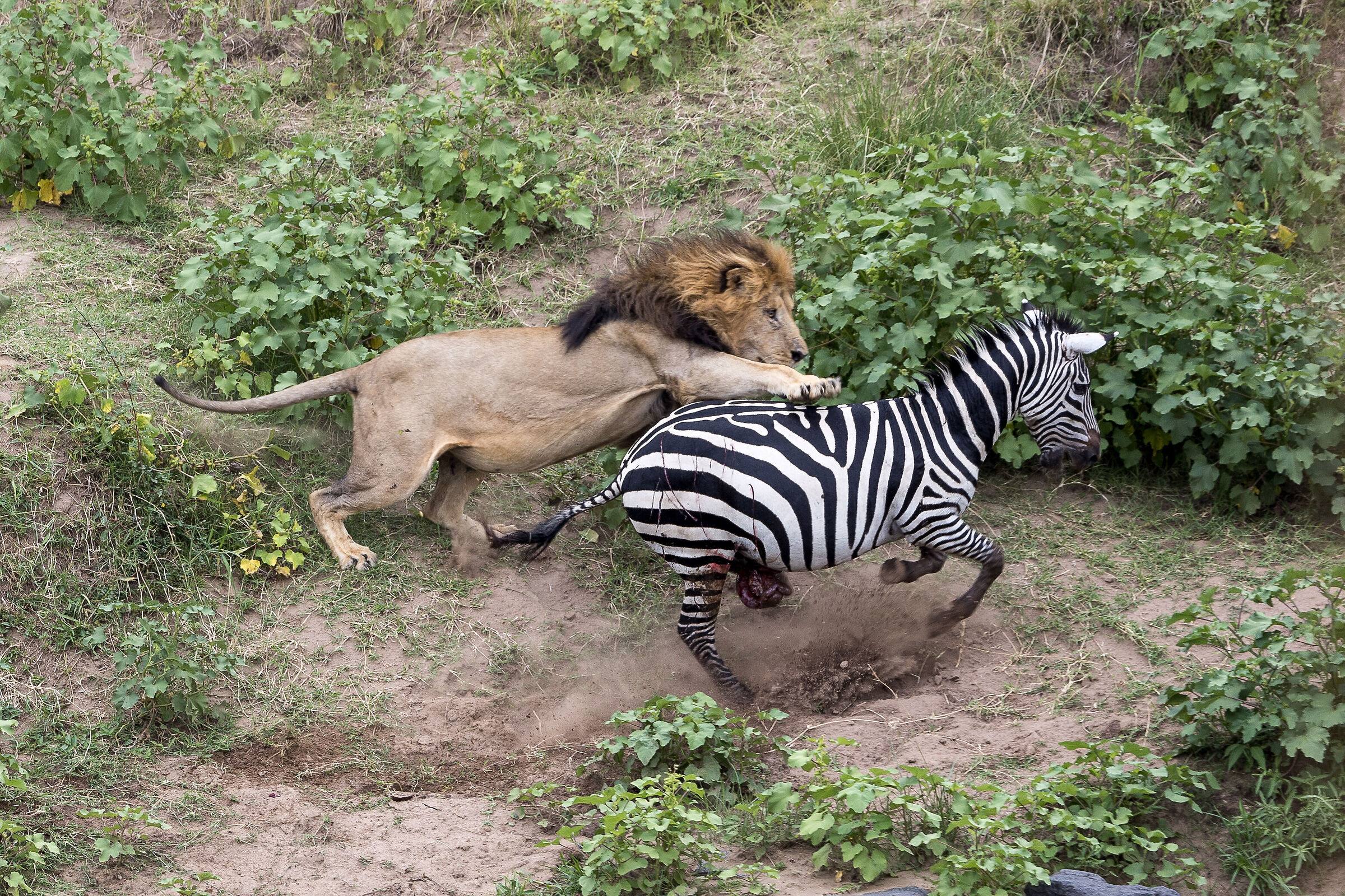 Vita e morte al Masai Mara, ore 16:15 e 25 secondi