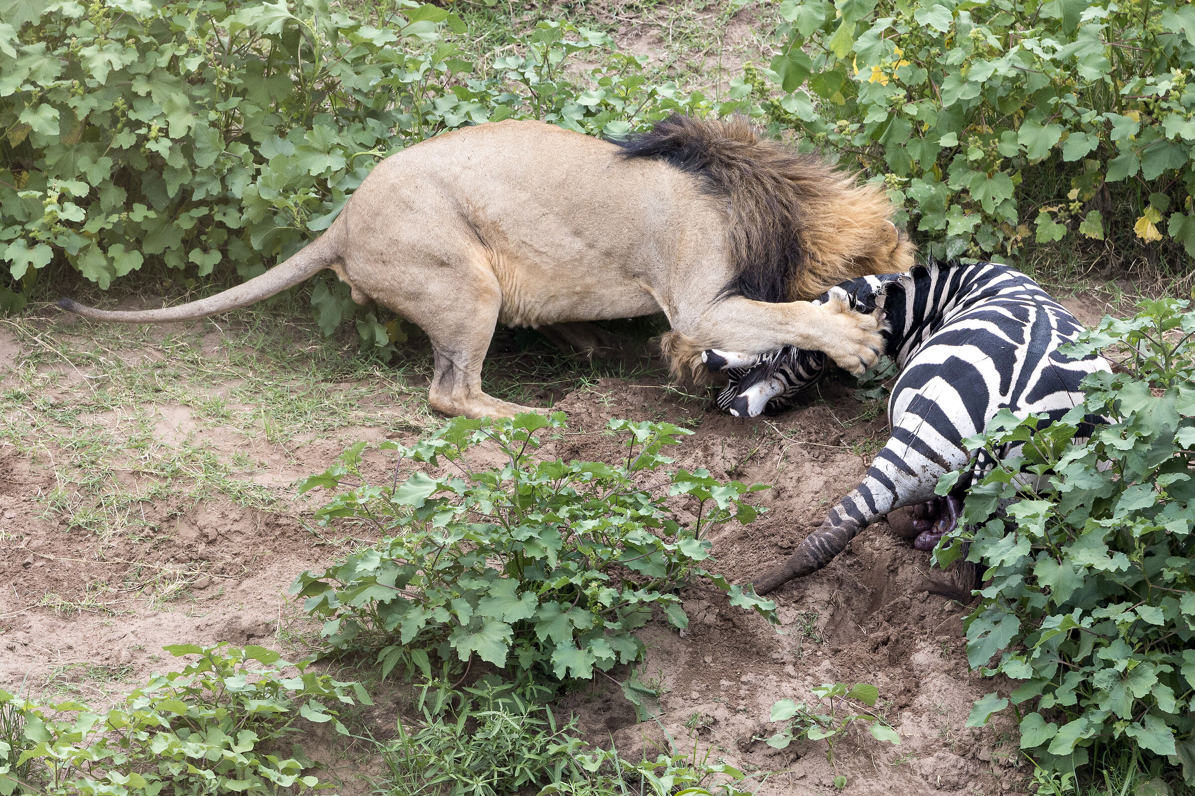 Vita e morte al Masai Mara, ore 16:15 e 31 secondi