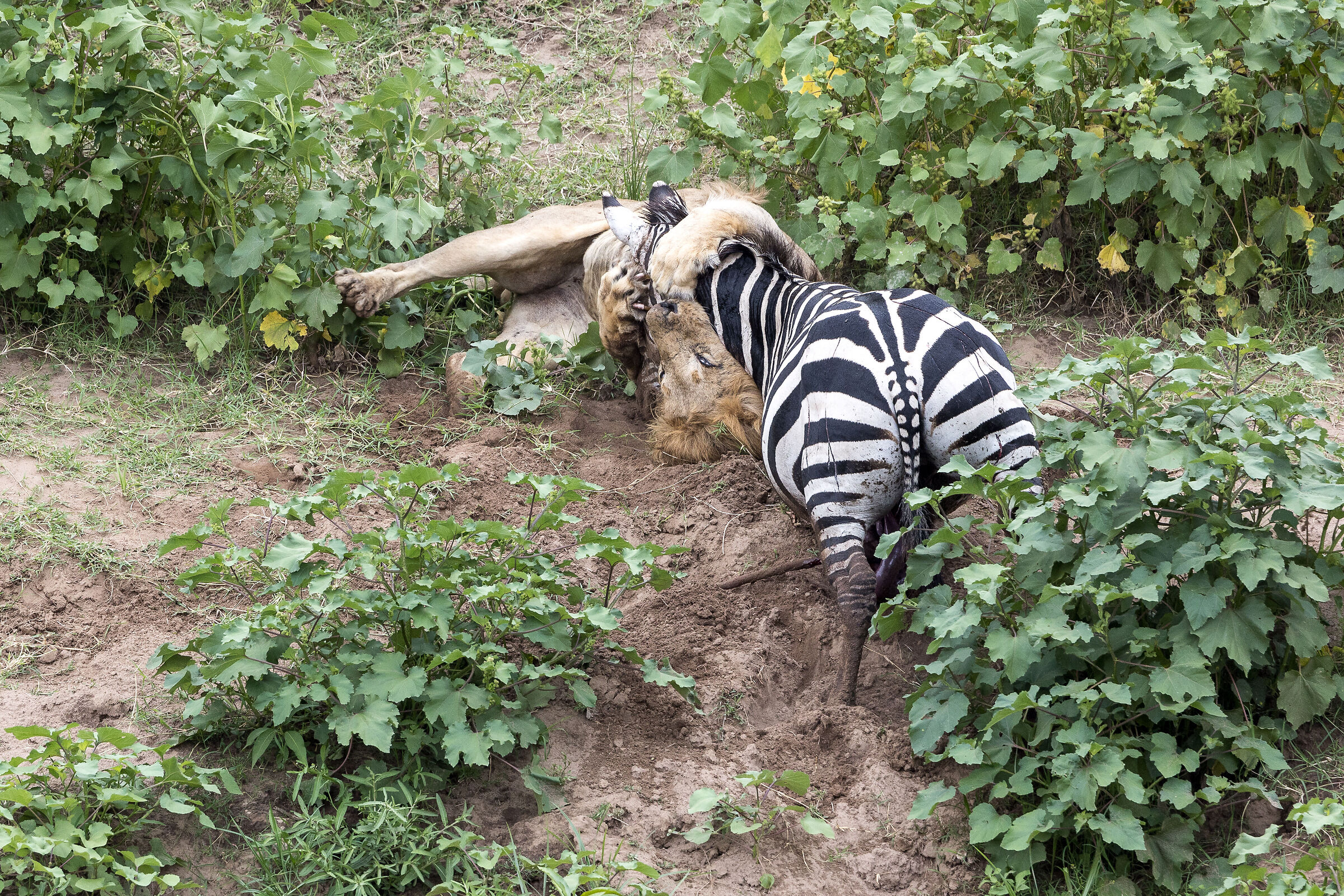 Vita e morte al Masai Mara, ore 16:15 e 52 secondi