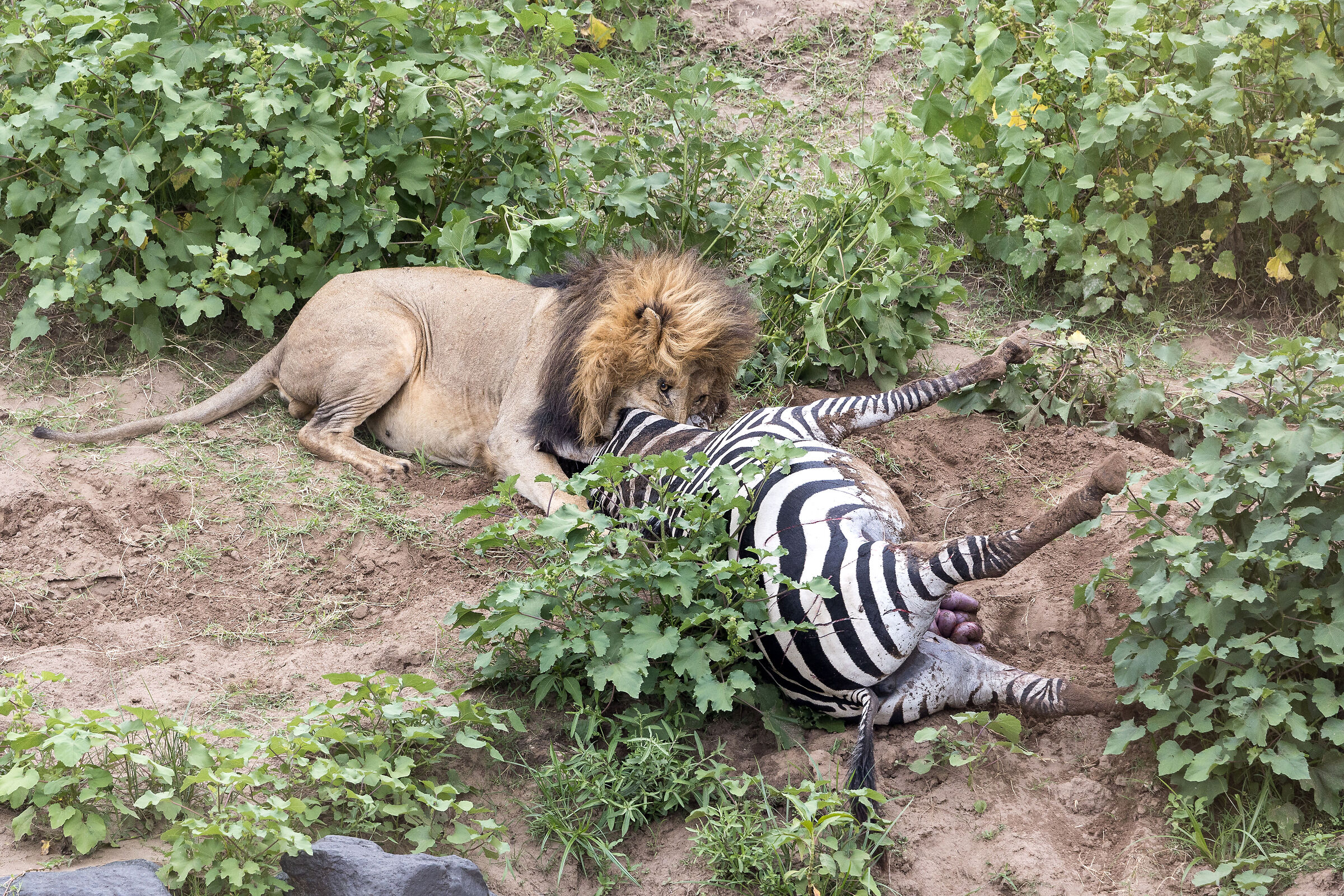 Vita e morte al Masai Mara, ore 16:16 e 27 secondi