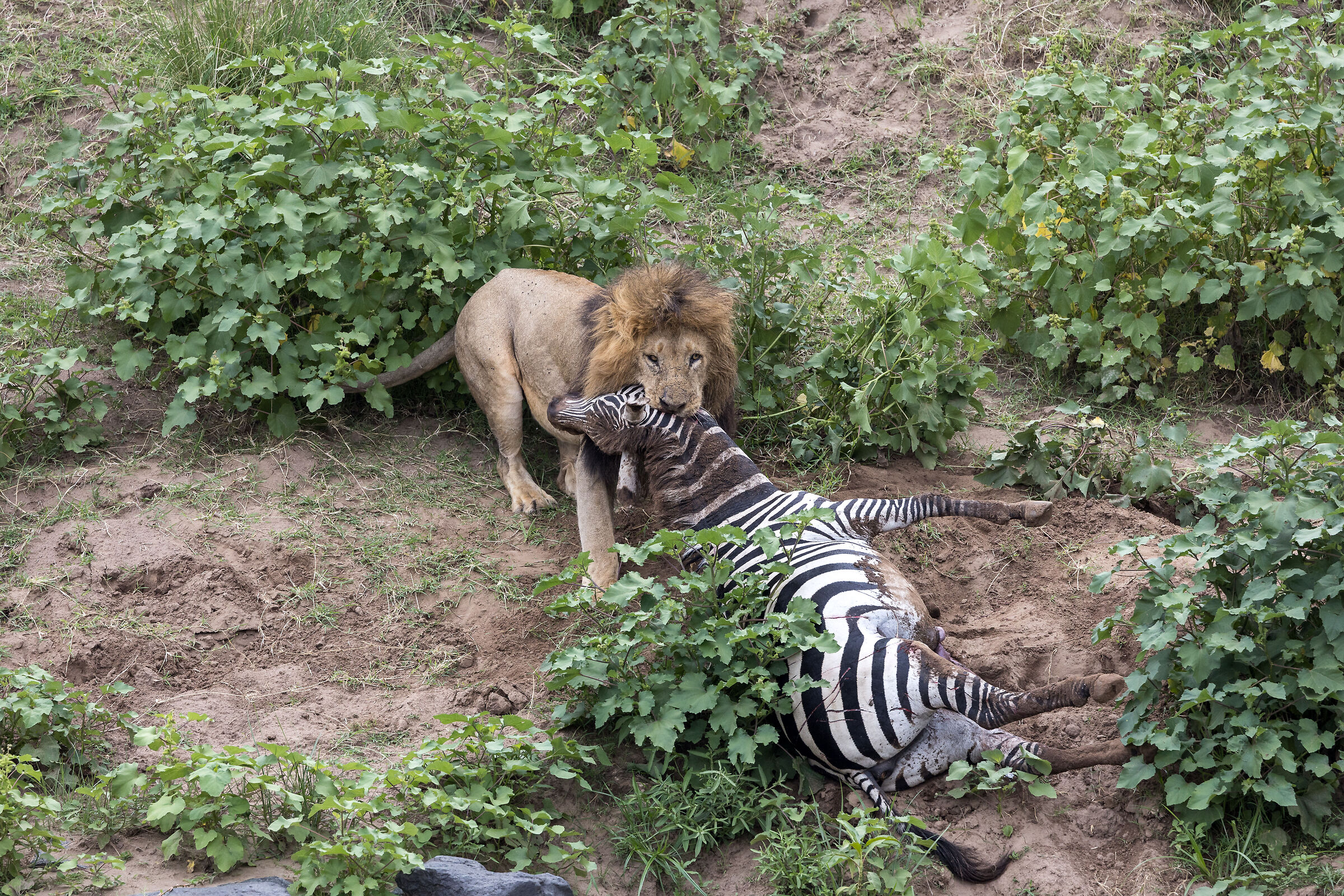 Vita e morte al Masai Mara, ore 16:19 e 49 secondi