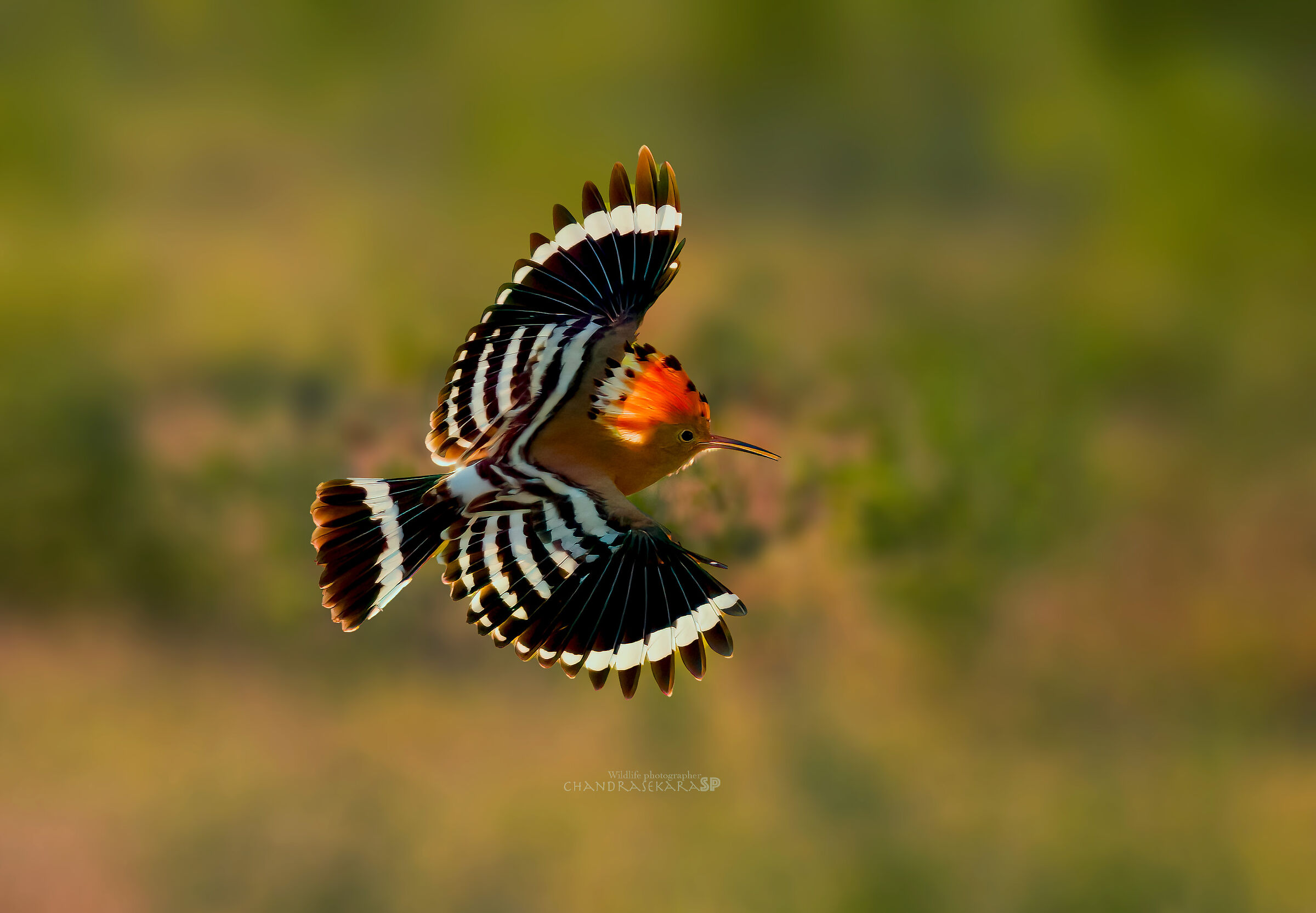 hoopoe