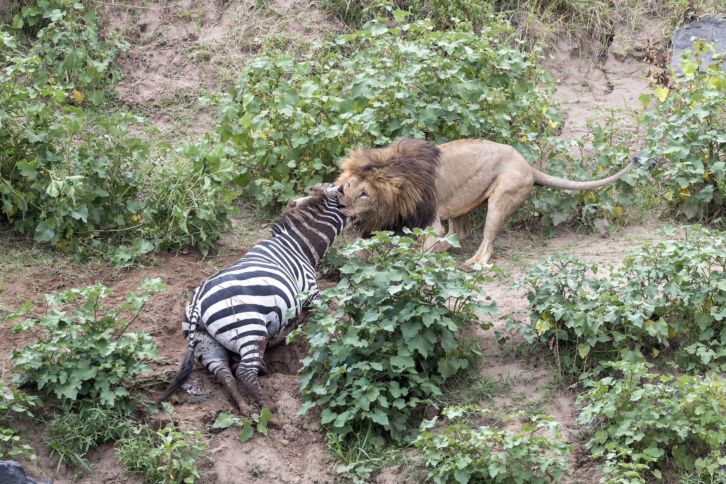Vita e morte al Masai Mara, ore 16:28 e 59 secondi