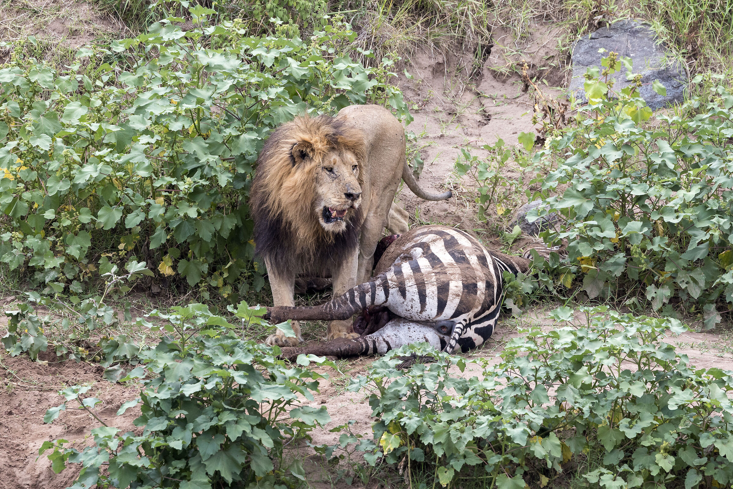 Vita e morte al Masai Mara, ore 16:31 e 05 secondi