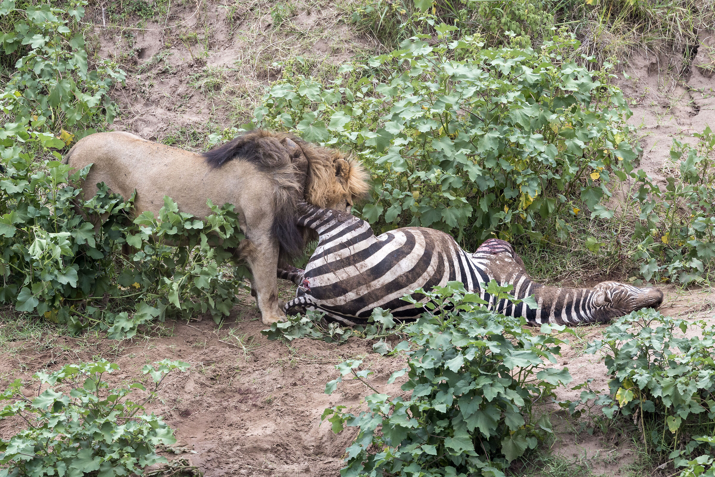 Vita e morte al Masai Mara, ore 16:42 e 13 secondi