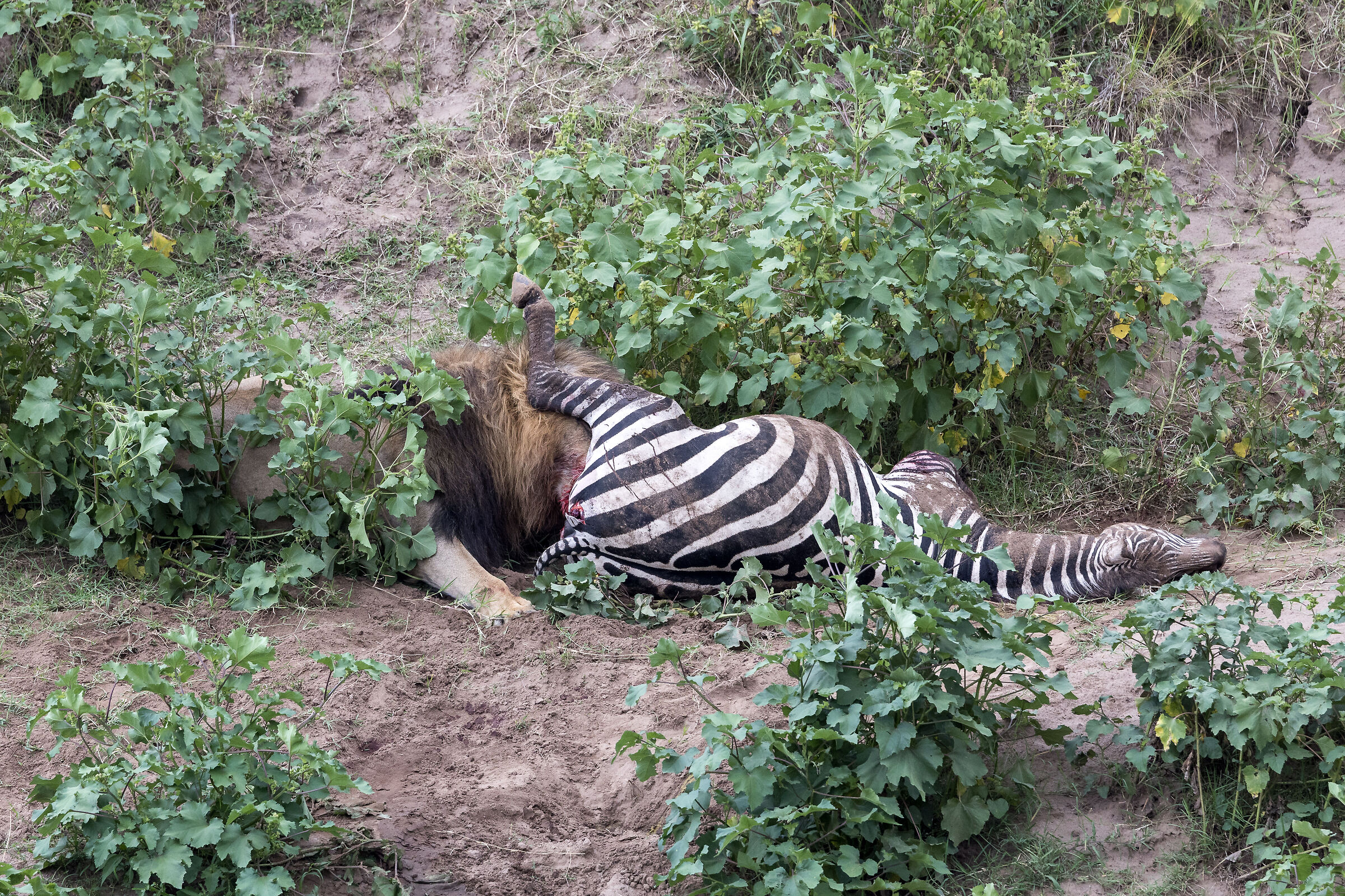 Vita e morte al Masai Mara, ore 16:42 e 33 secondi