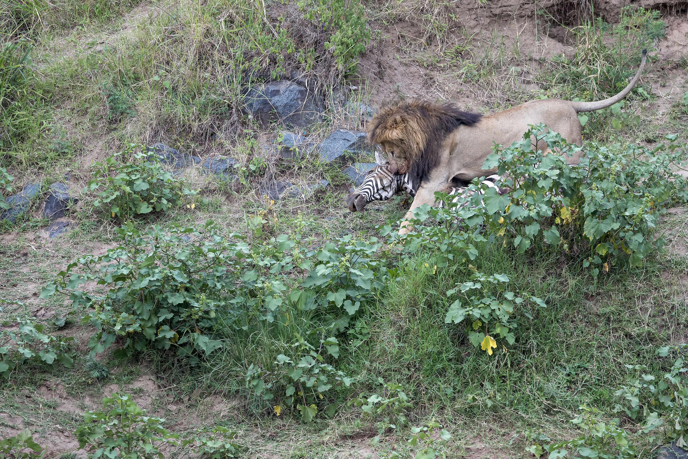 Vita e morte al Masai Mara, ore 17:08 e 08 secondi