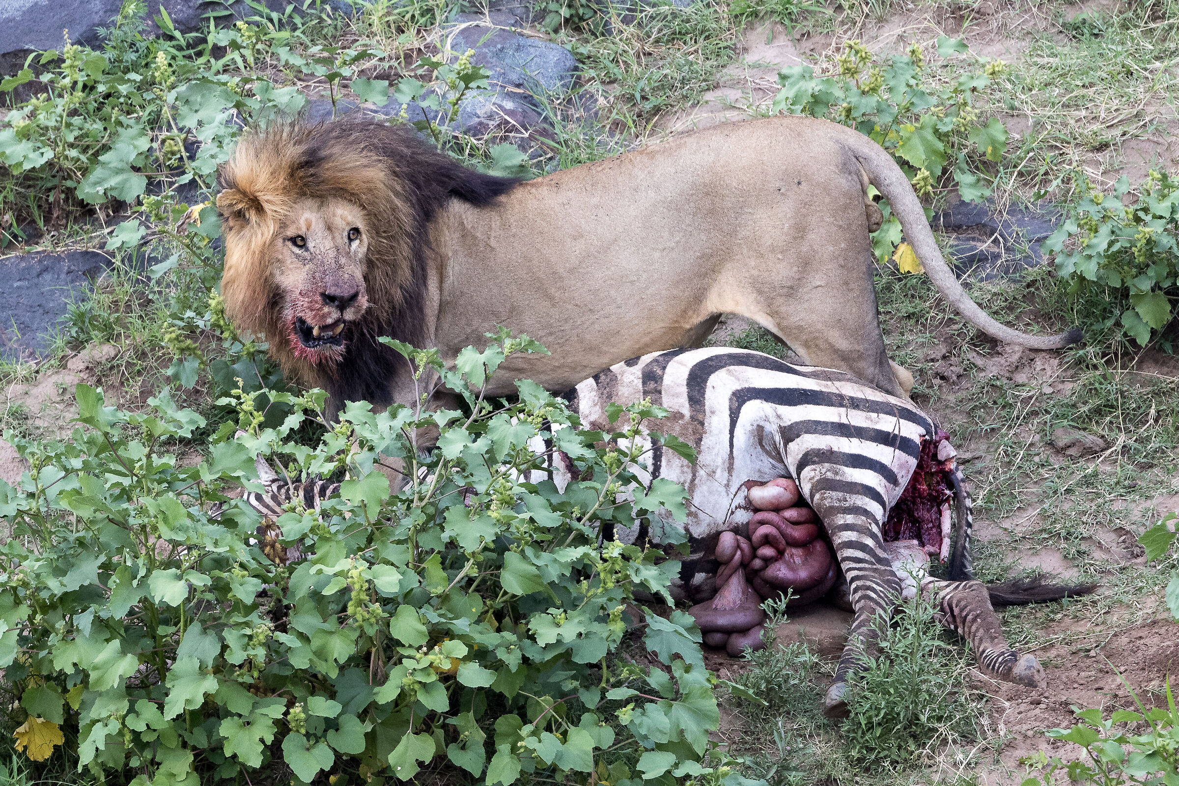 Vita e morte al Masai Mara, ore 17:08 e 18 secondi