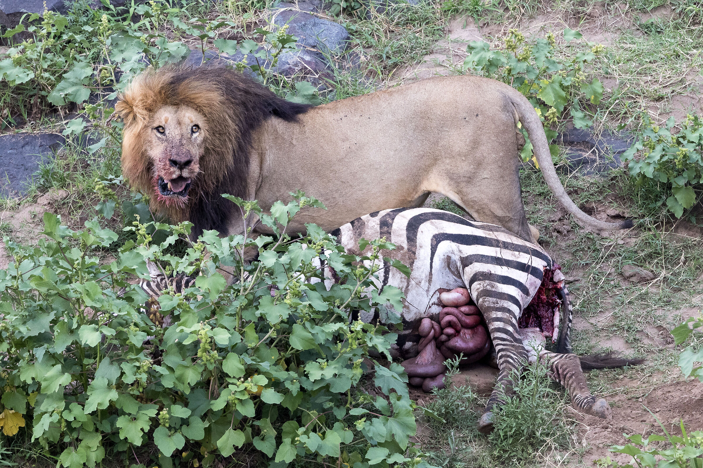 Vita e morte al Masai Mara, ore 17:08 e 24 secondi