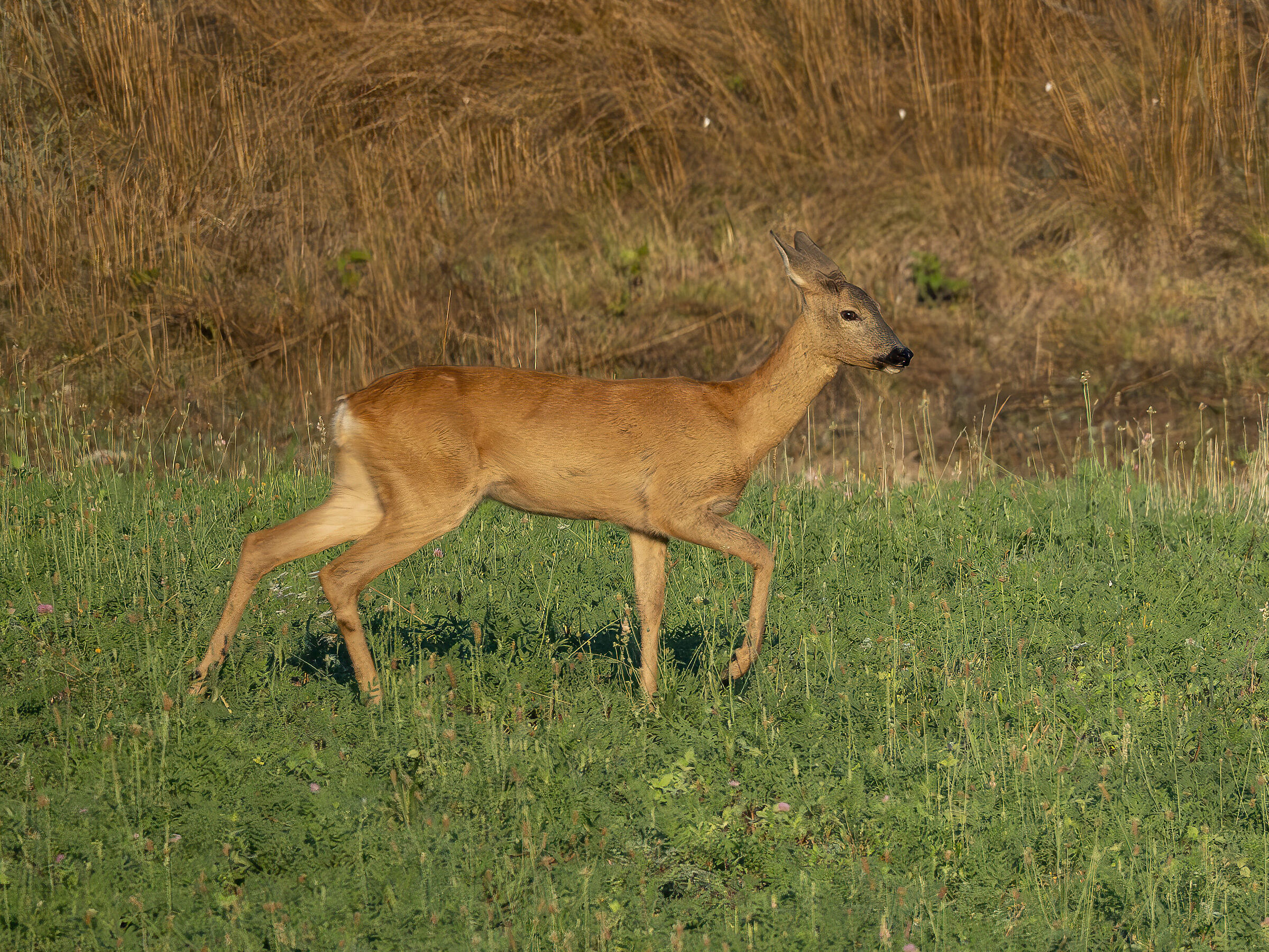 Female roe deer