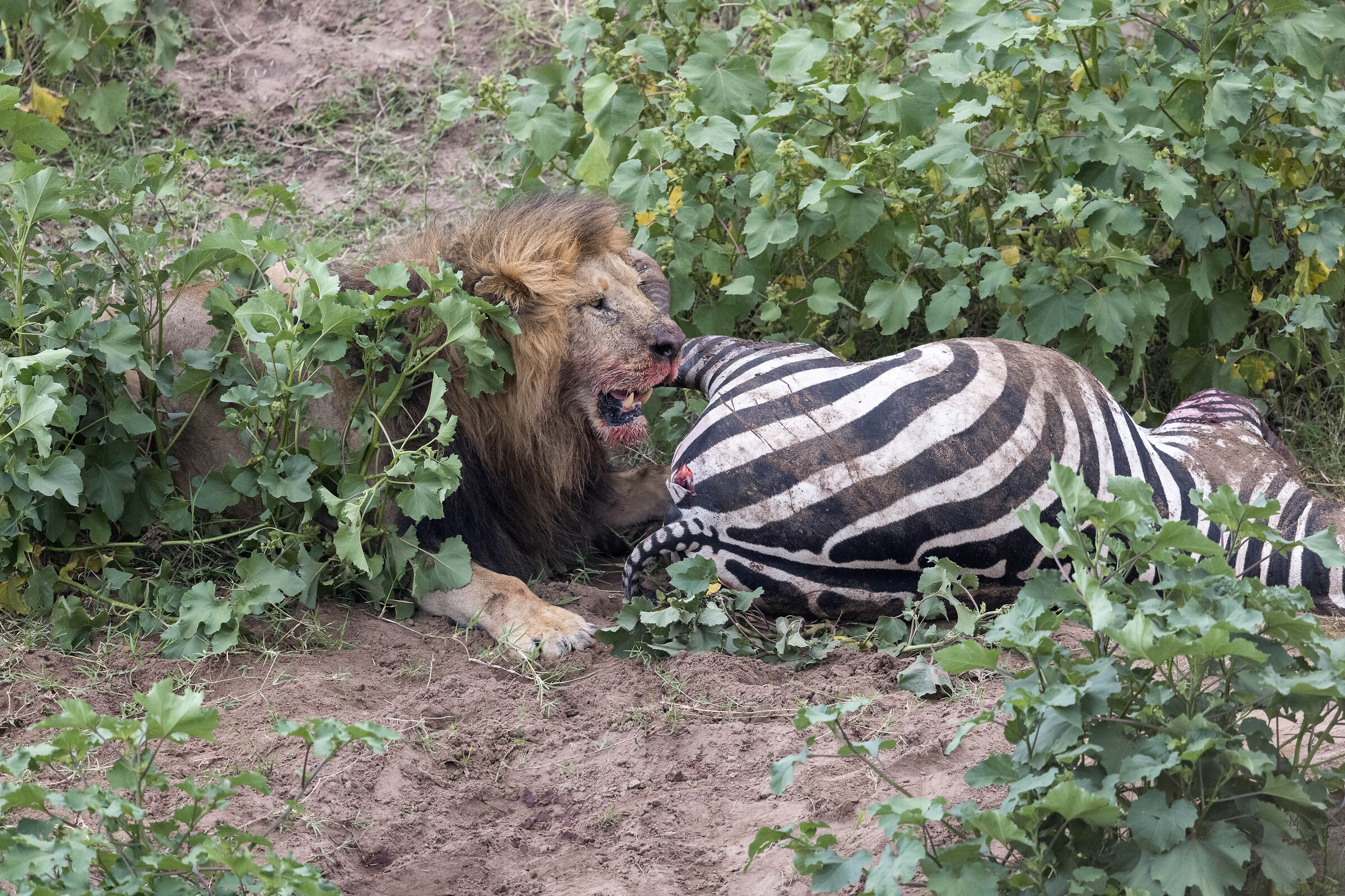 Vita e morte al Masai Mara