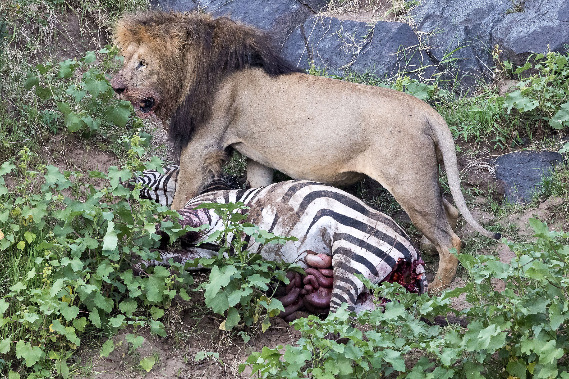 Vita e morte al Masai Mara, ore 17:08 e 23 secondi