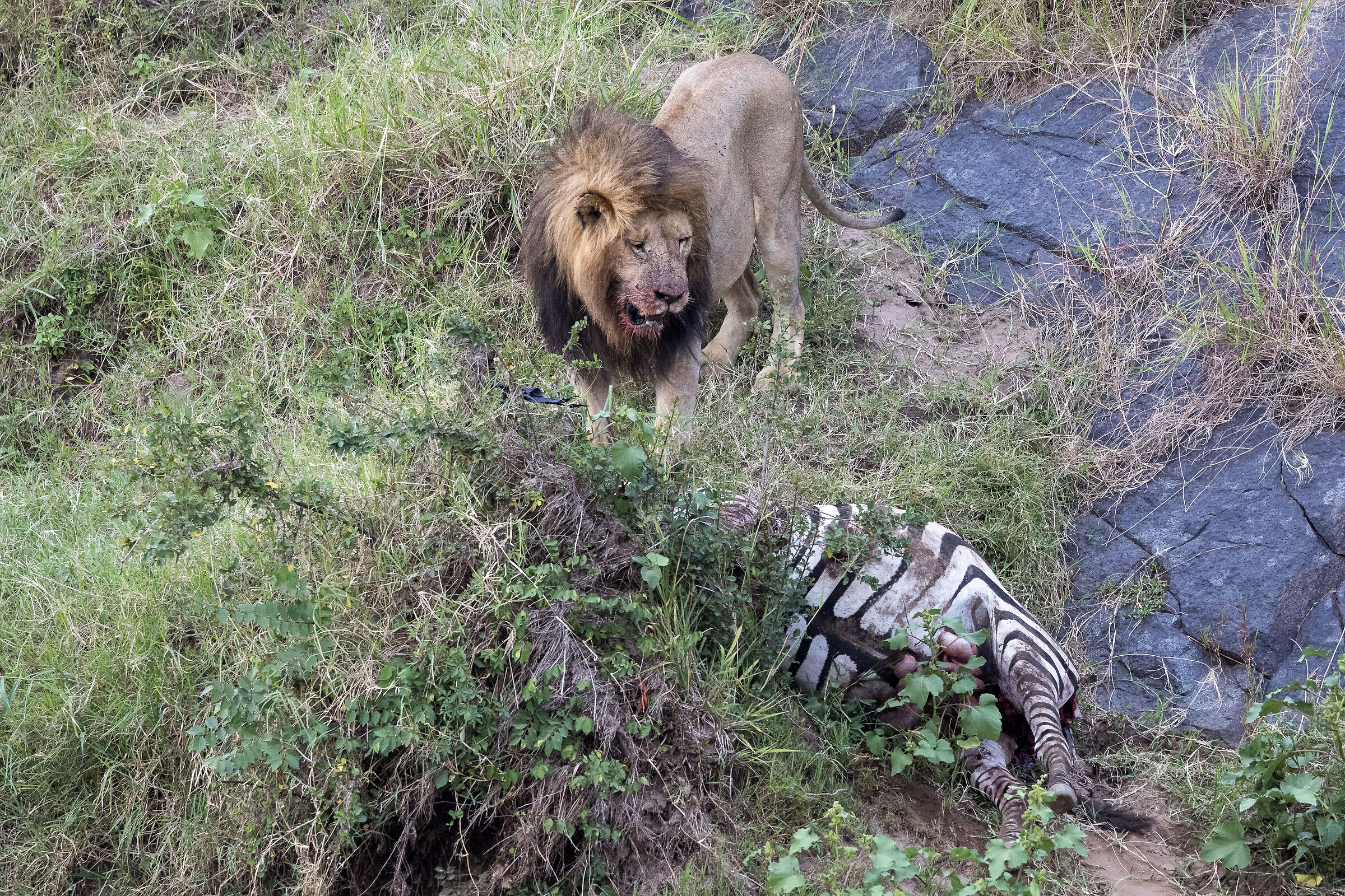 Vita e morte al Masai Mara, ore 17:13 e 17 secondi