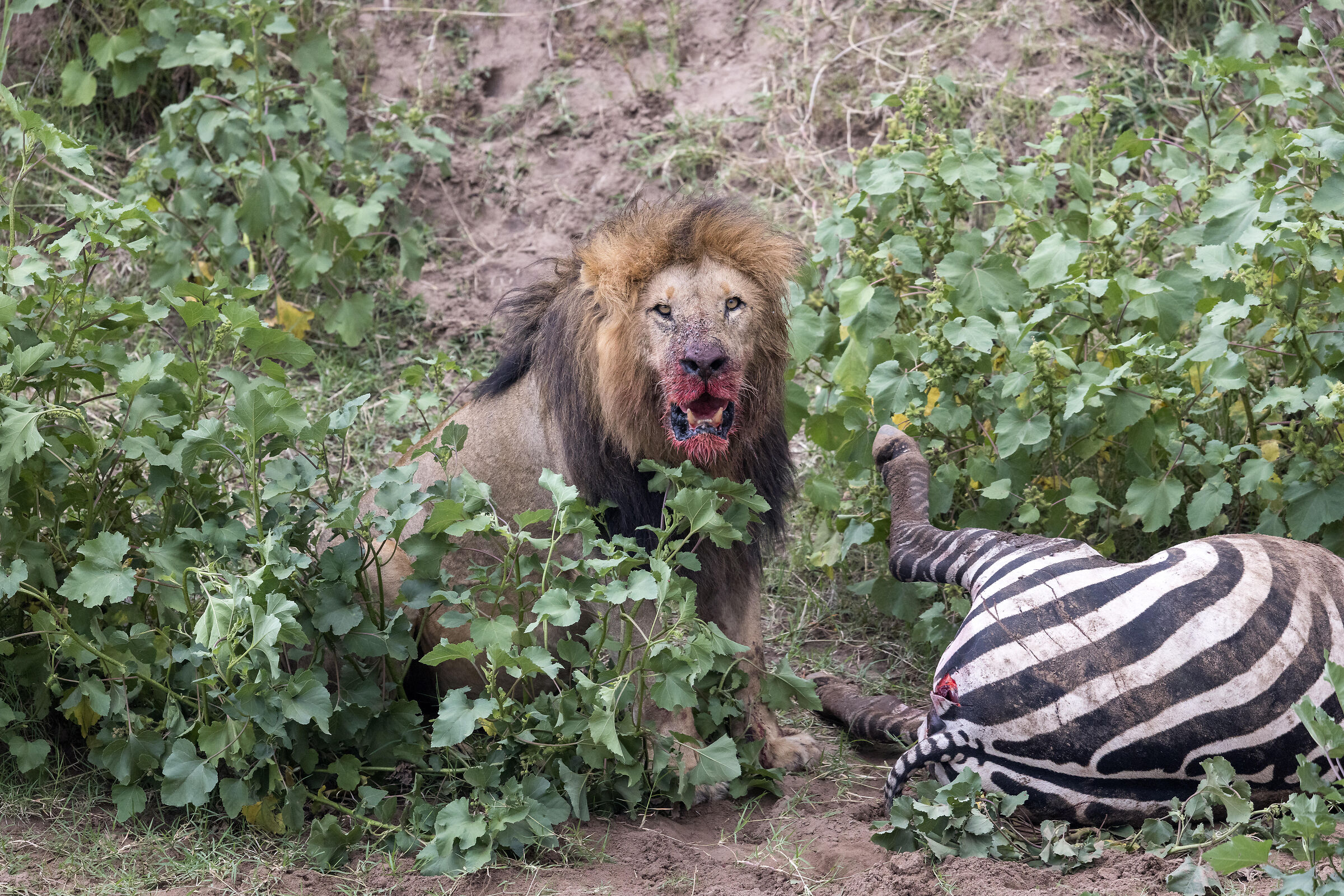 Vita e morte al Masai Mara, ore 16:04 e 33 secondi