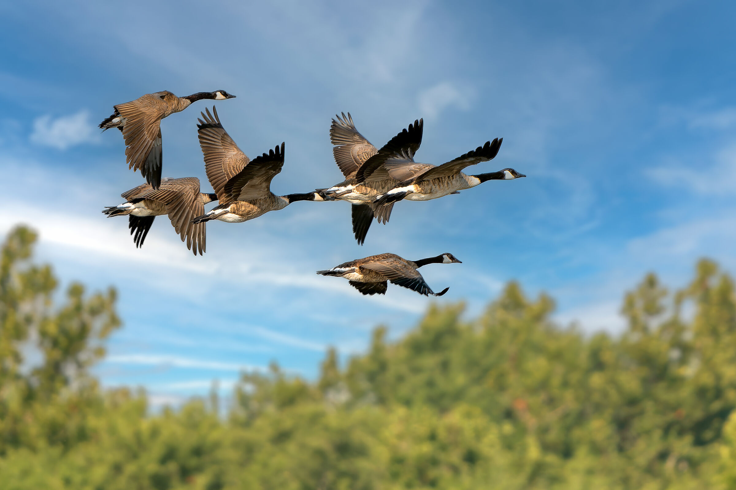 Canadian Goose in flight (Branta canadensis)