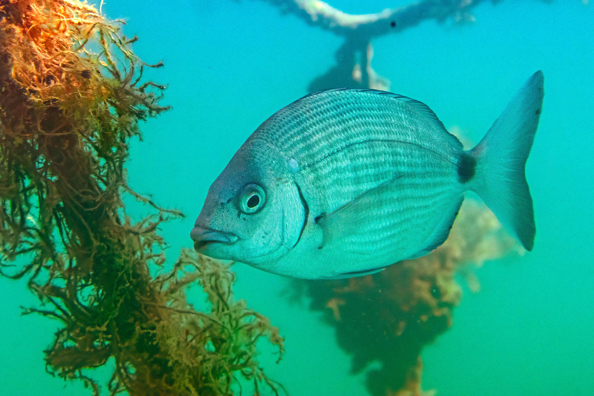 Great seabream