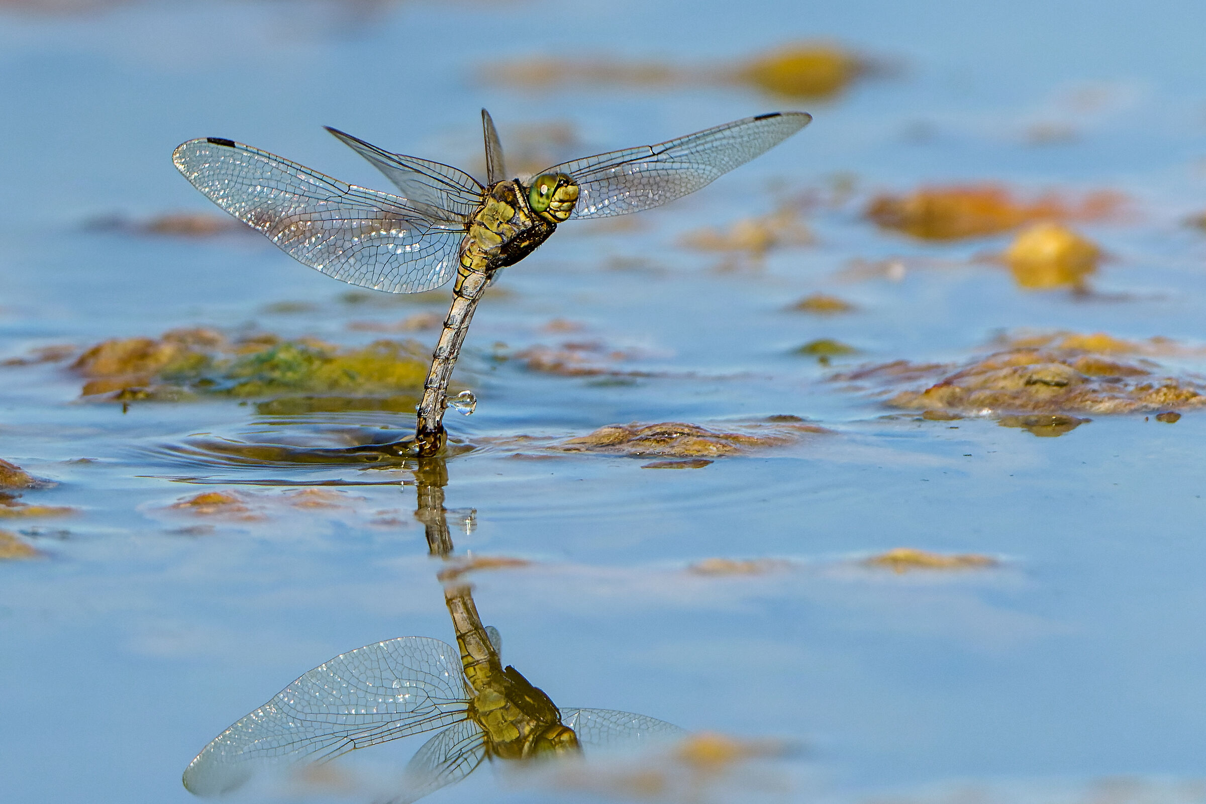 Orthetrum brunneum (female) - deposition