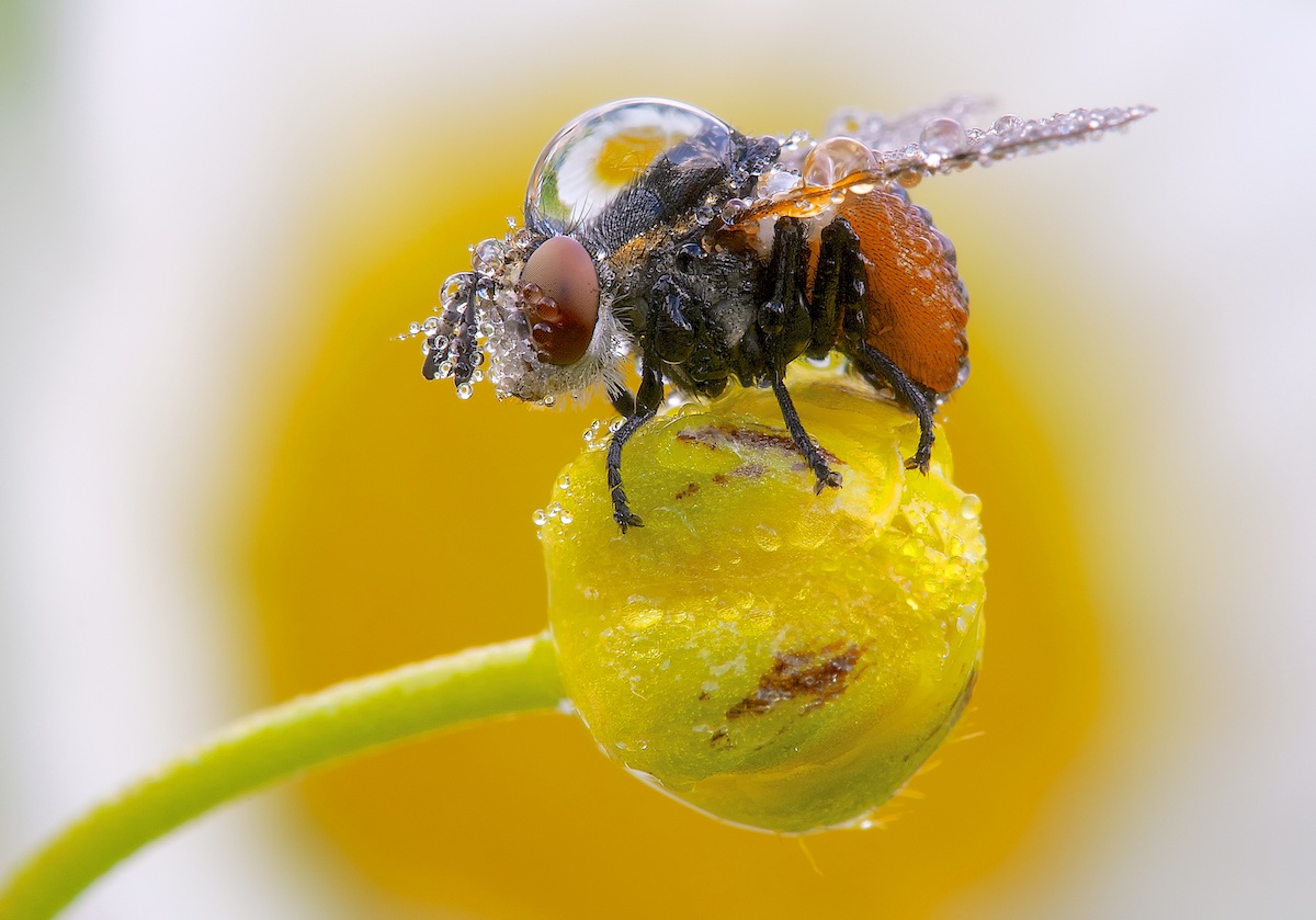 la mosca e la margherita