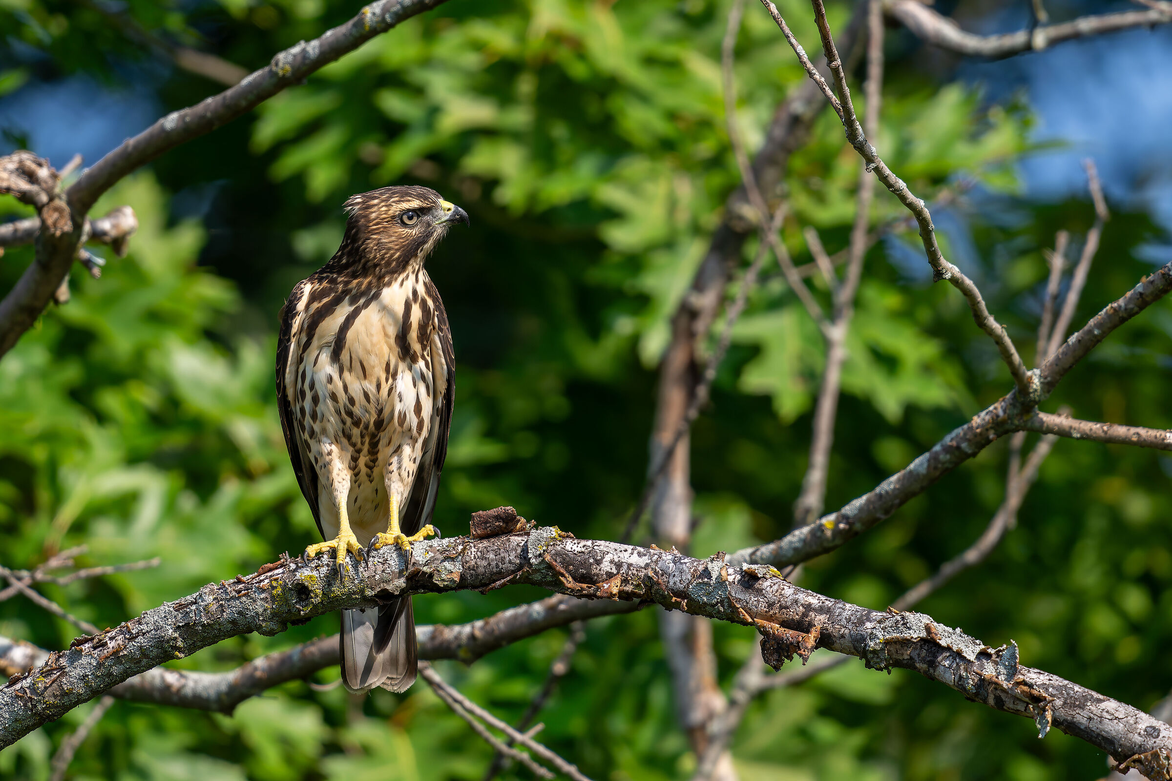 Same path, same encounter