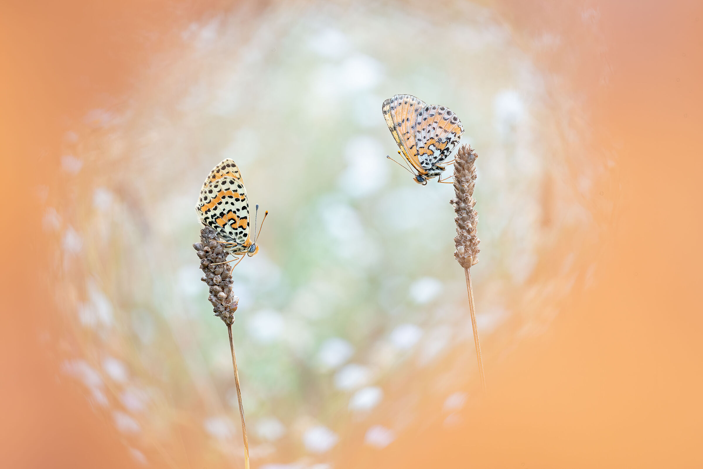 Melitaea didyma