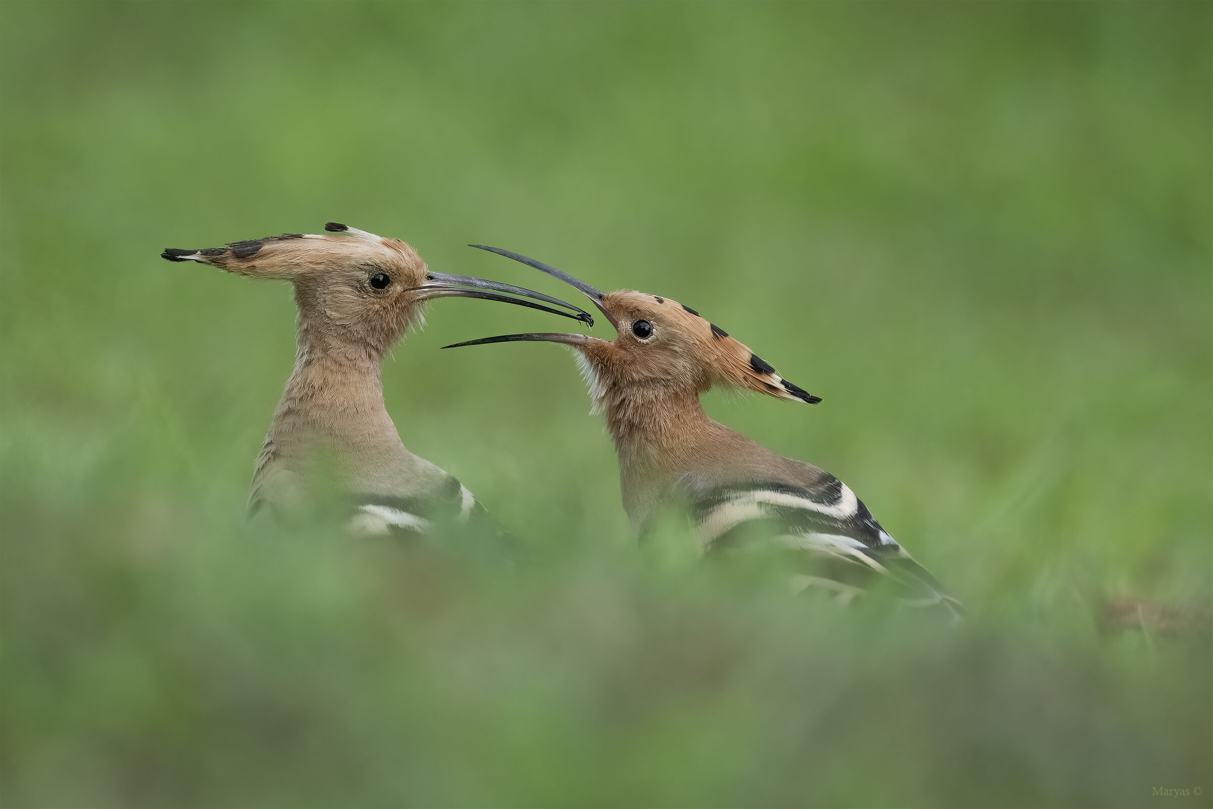 The vispa upupetta that ate among the grass