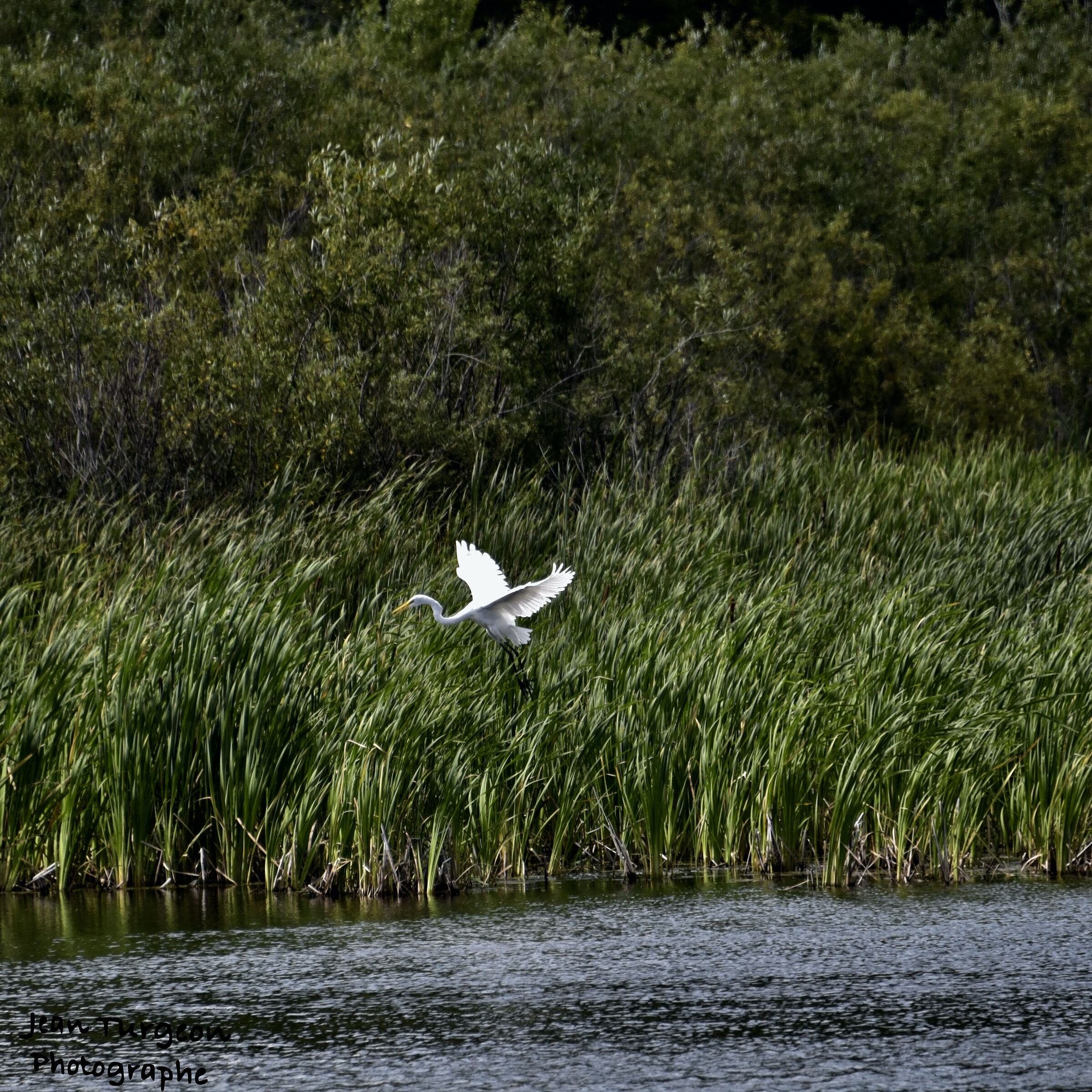 Park...bird...Aigrette...