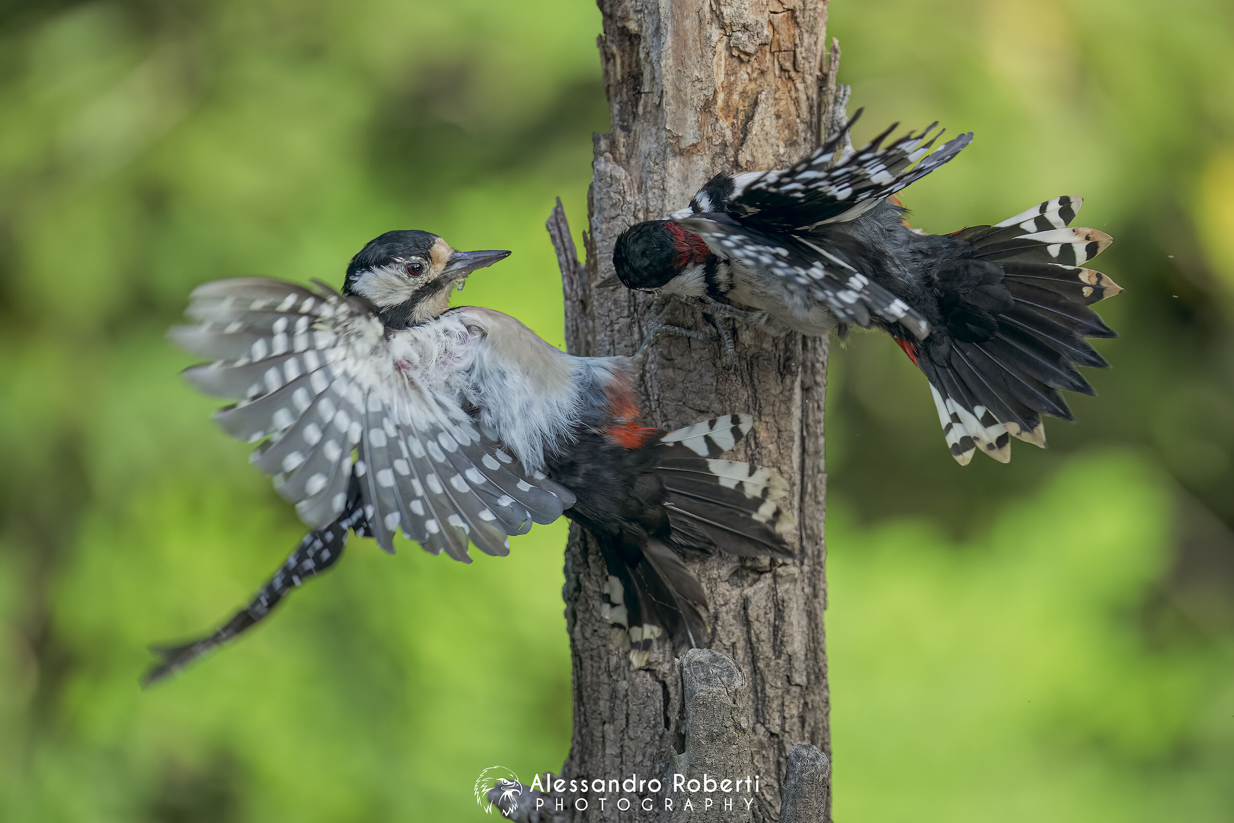 " bickering "