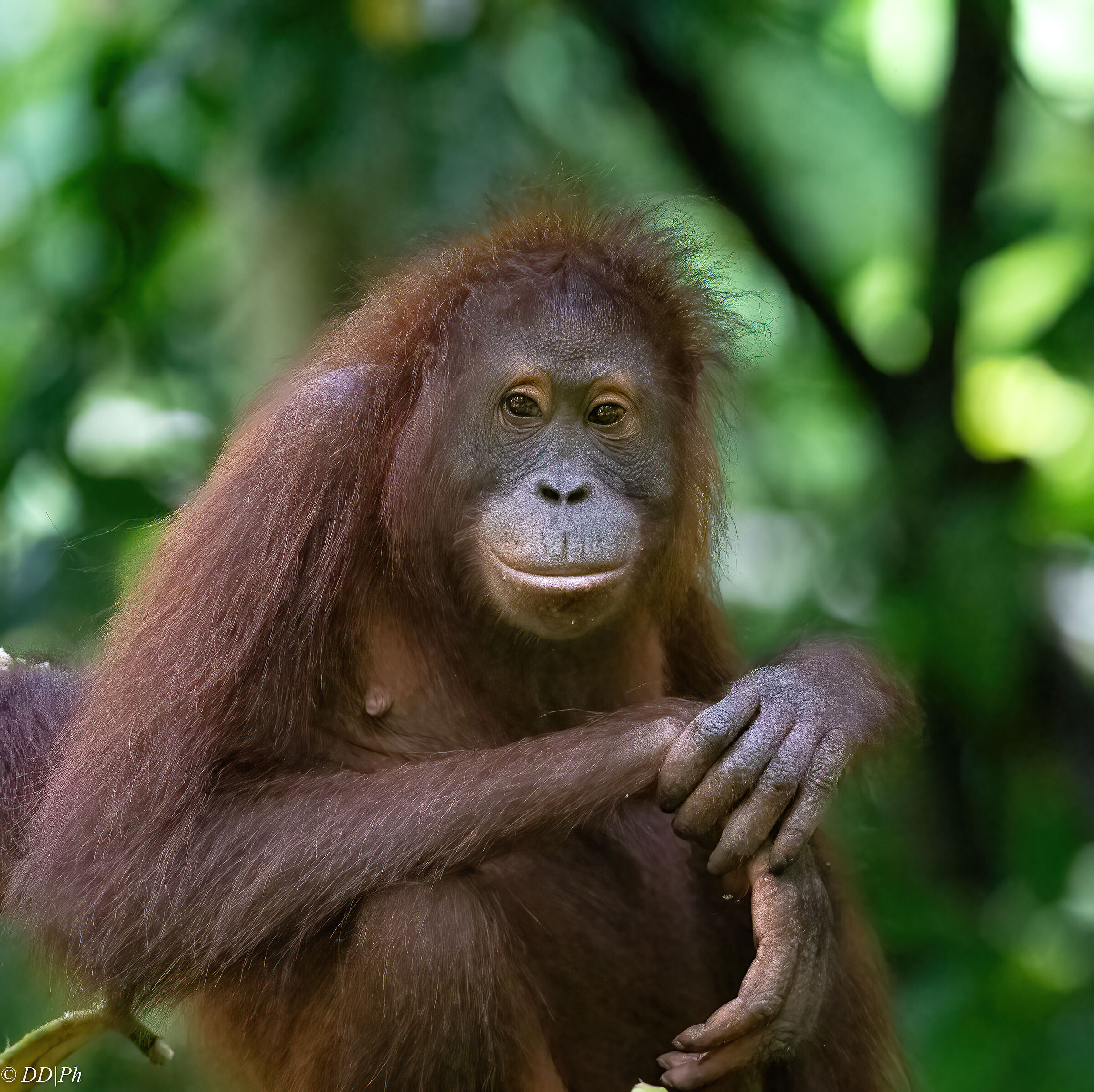 Orangutan Borneo