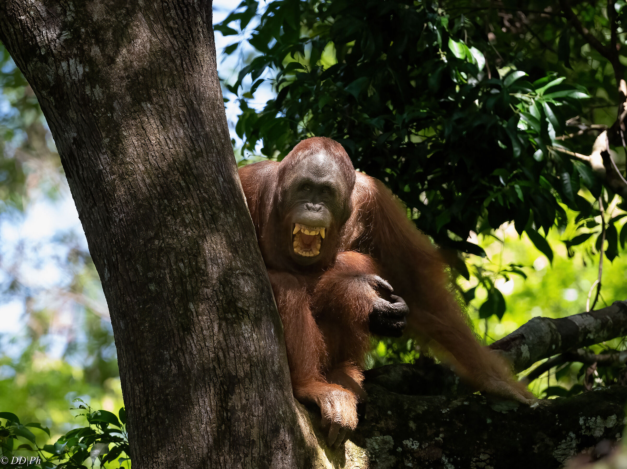 Orangutan Borneo