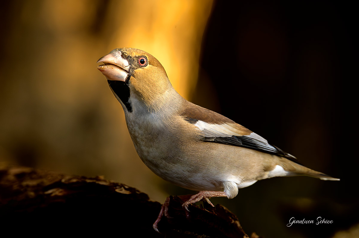 Hawfinch