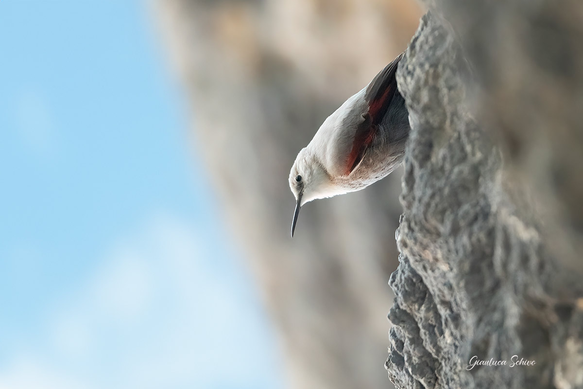 Wallcreeper