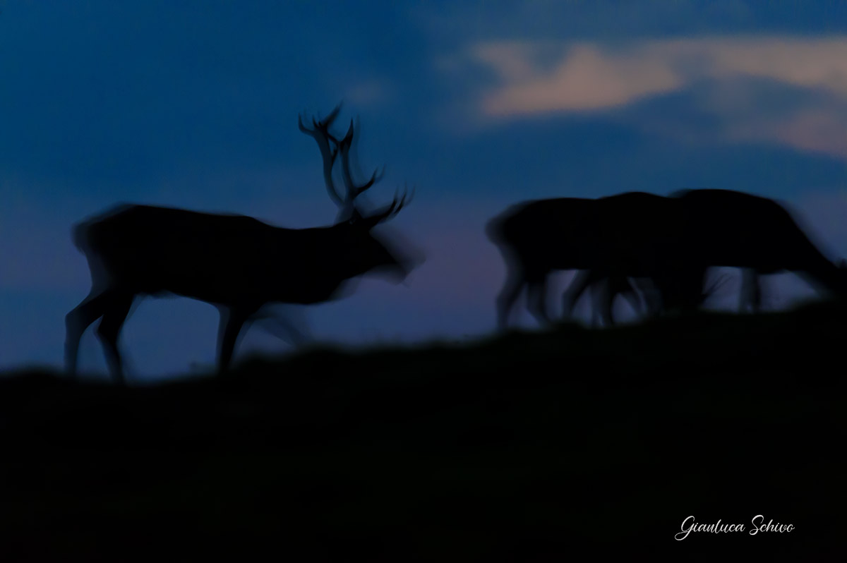 Movements at dusk